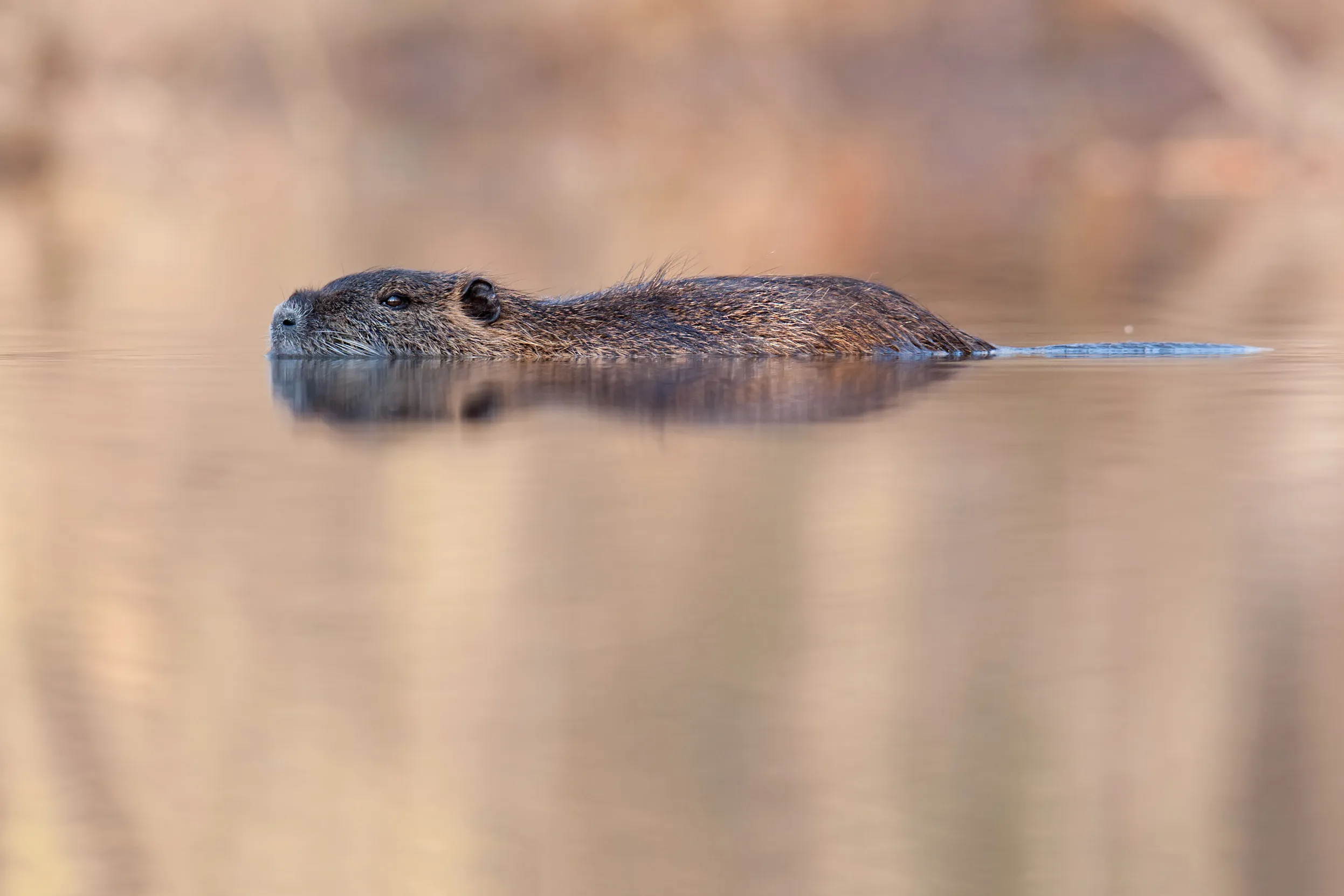 A Beaver swimming across a stretch of very calm water.