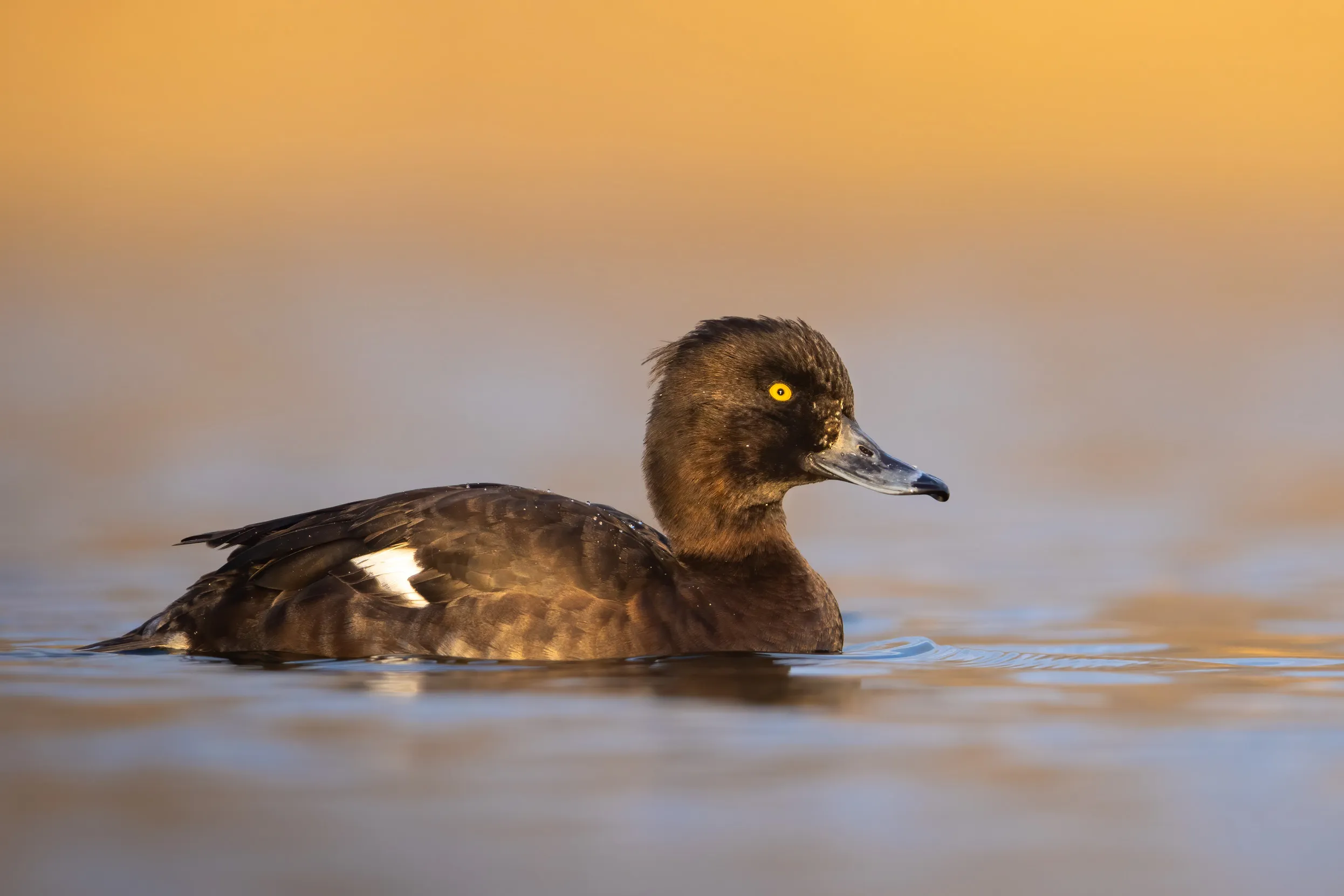 A lone female Tufted Duck sitting on brown water.
