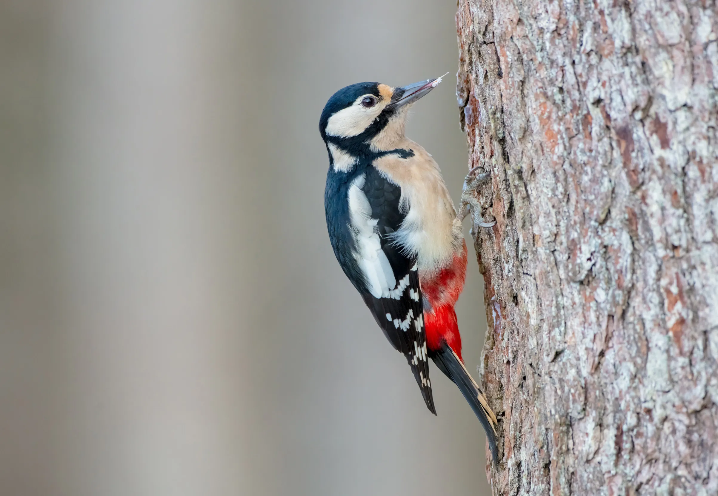 A female Great Spotted Woodpecker pecking on the side of a tree.