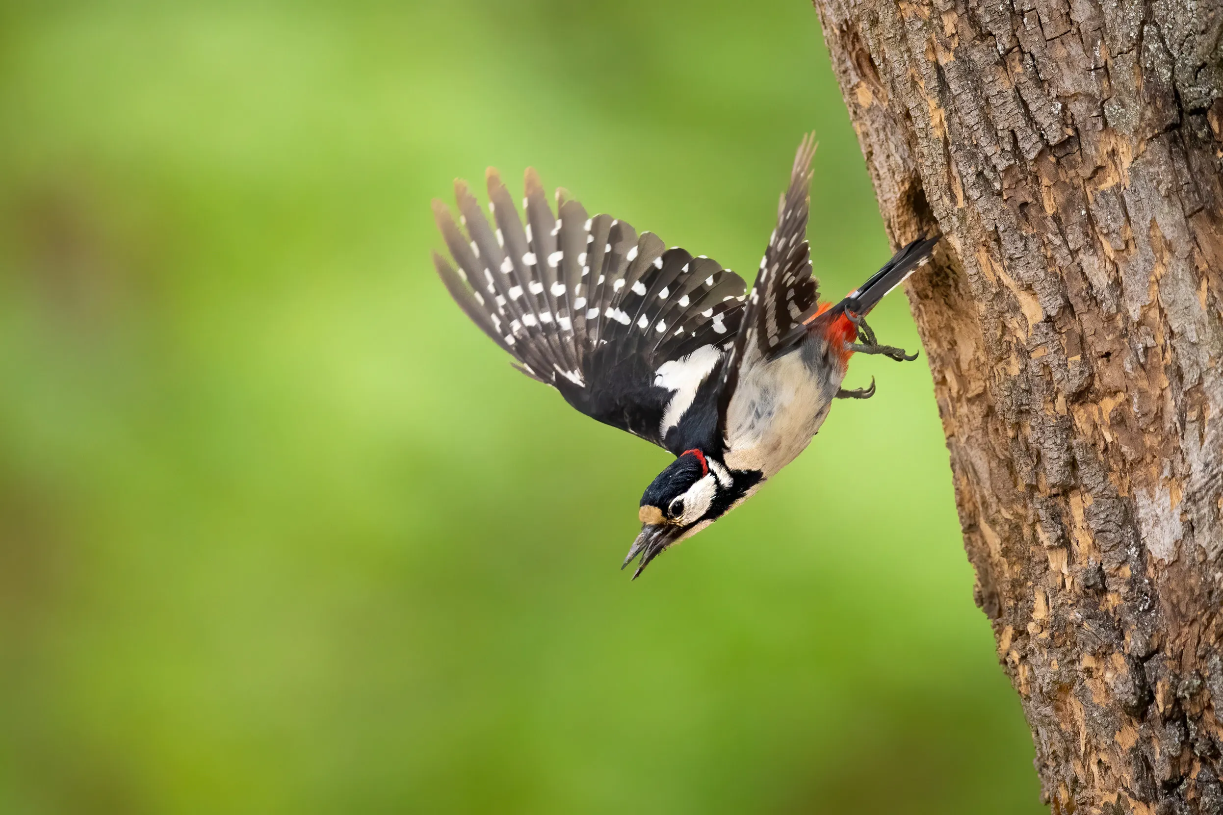 A Great Spotted Woodpecker diving out from their nest located in the side of a tree.