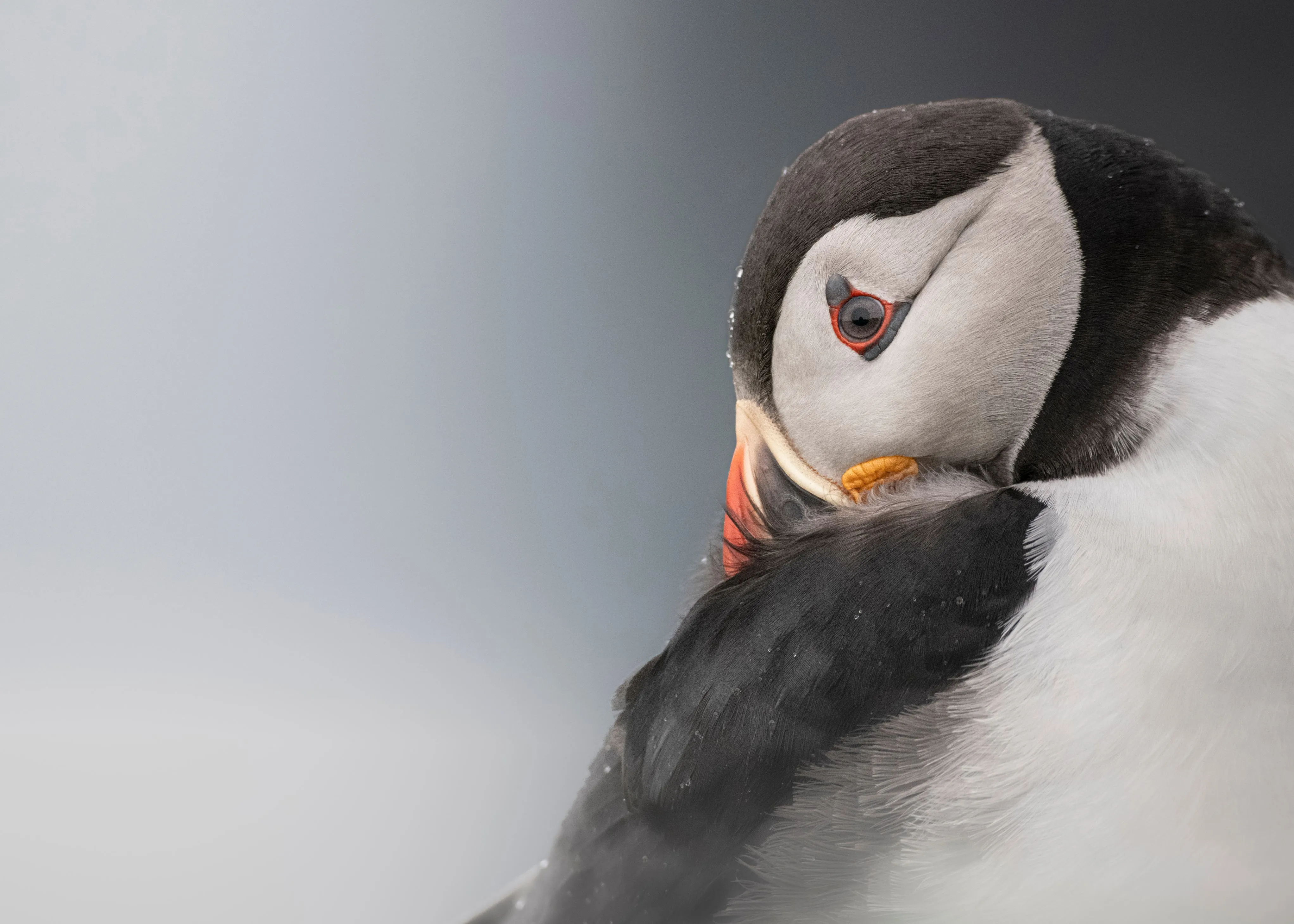 A Puffin preening its feathers.