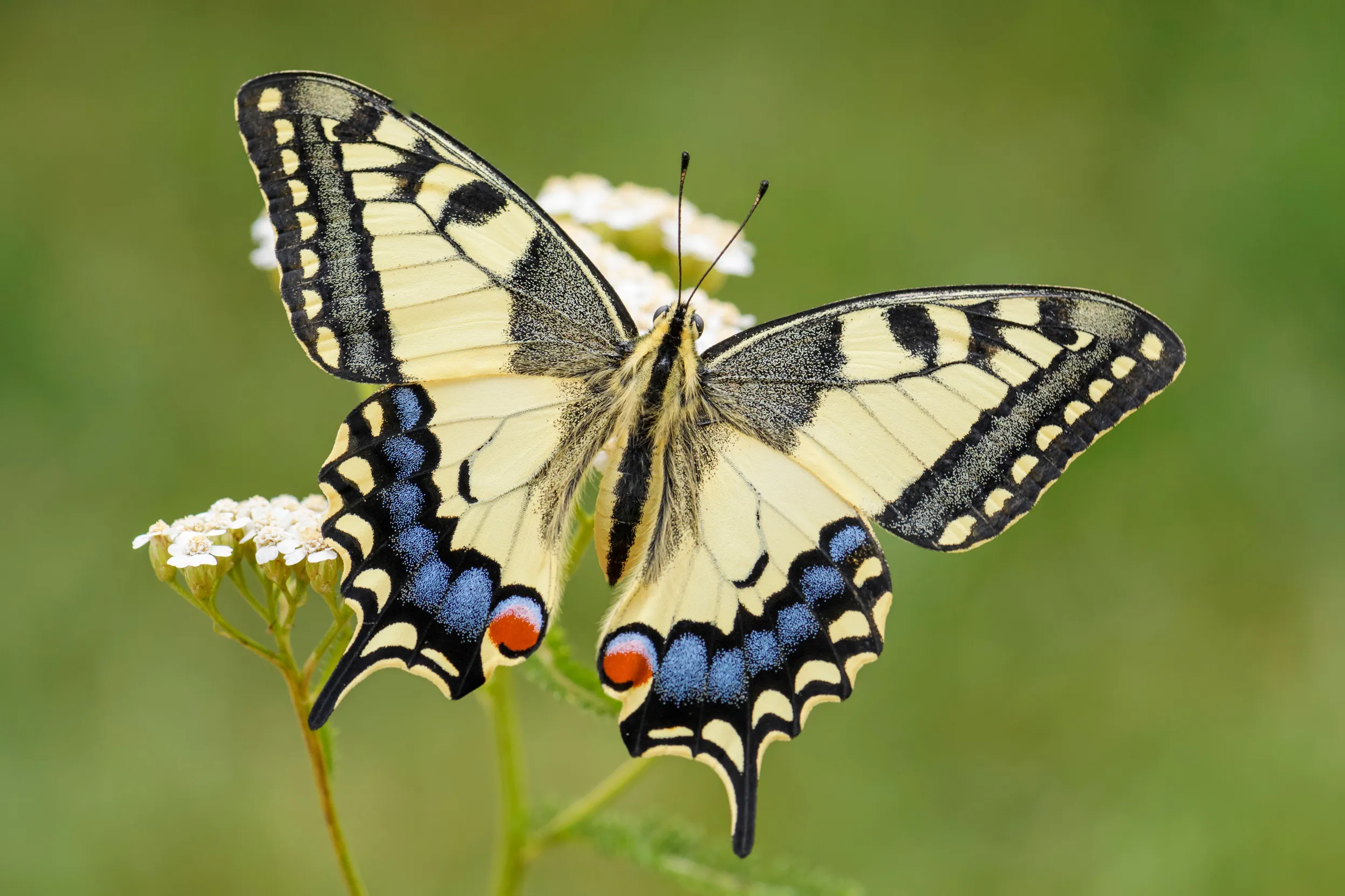 A Swallowtail Butterfly perched on a flower.