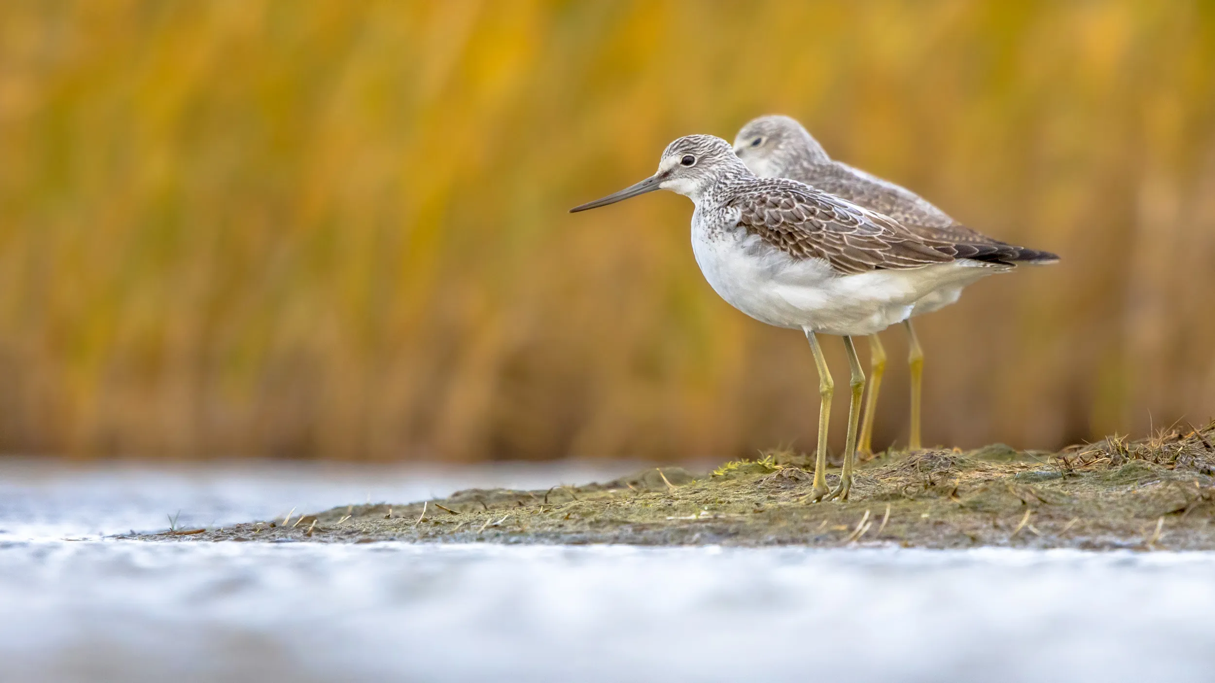 A pair of Greenshank stood on the edge of a bank, with reeds blowing in the background.