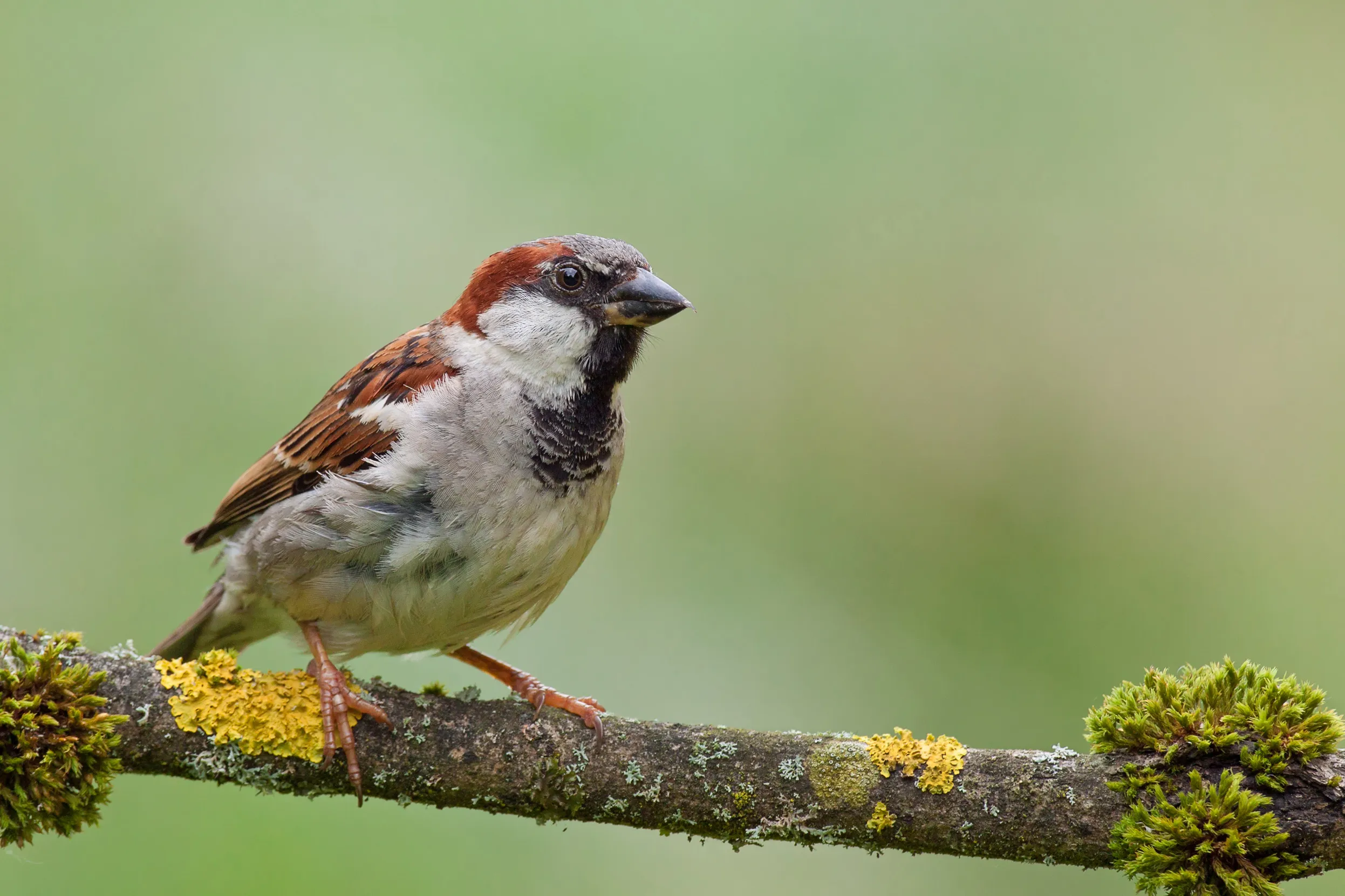 A lone House Sparrow perched on a green moss and yellow lichen covered branch.