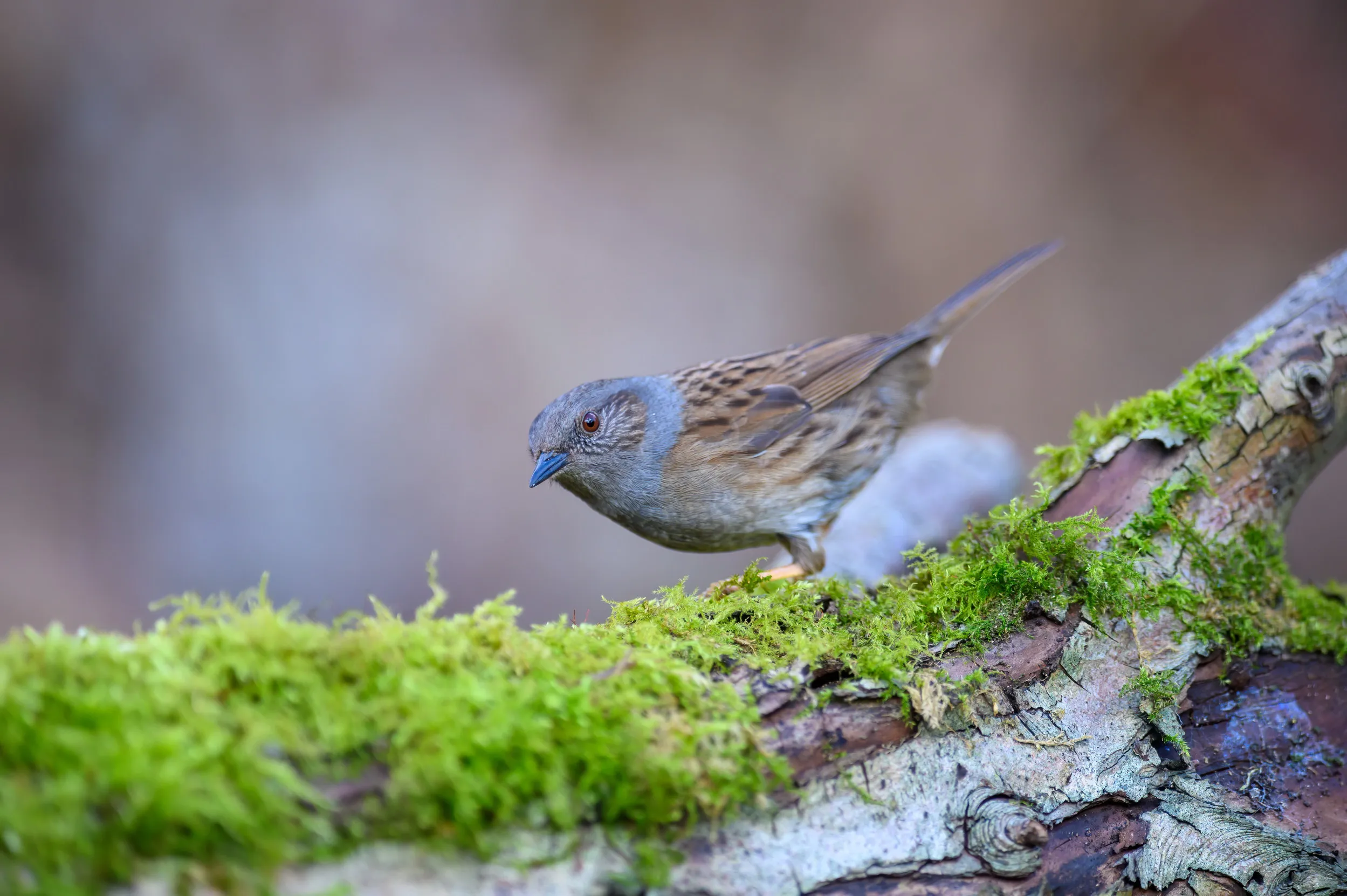 A Dunnock perched on a moss covered log.