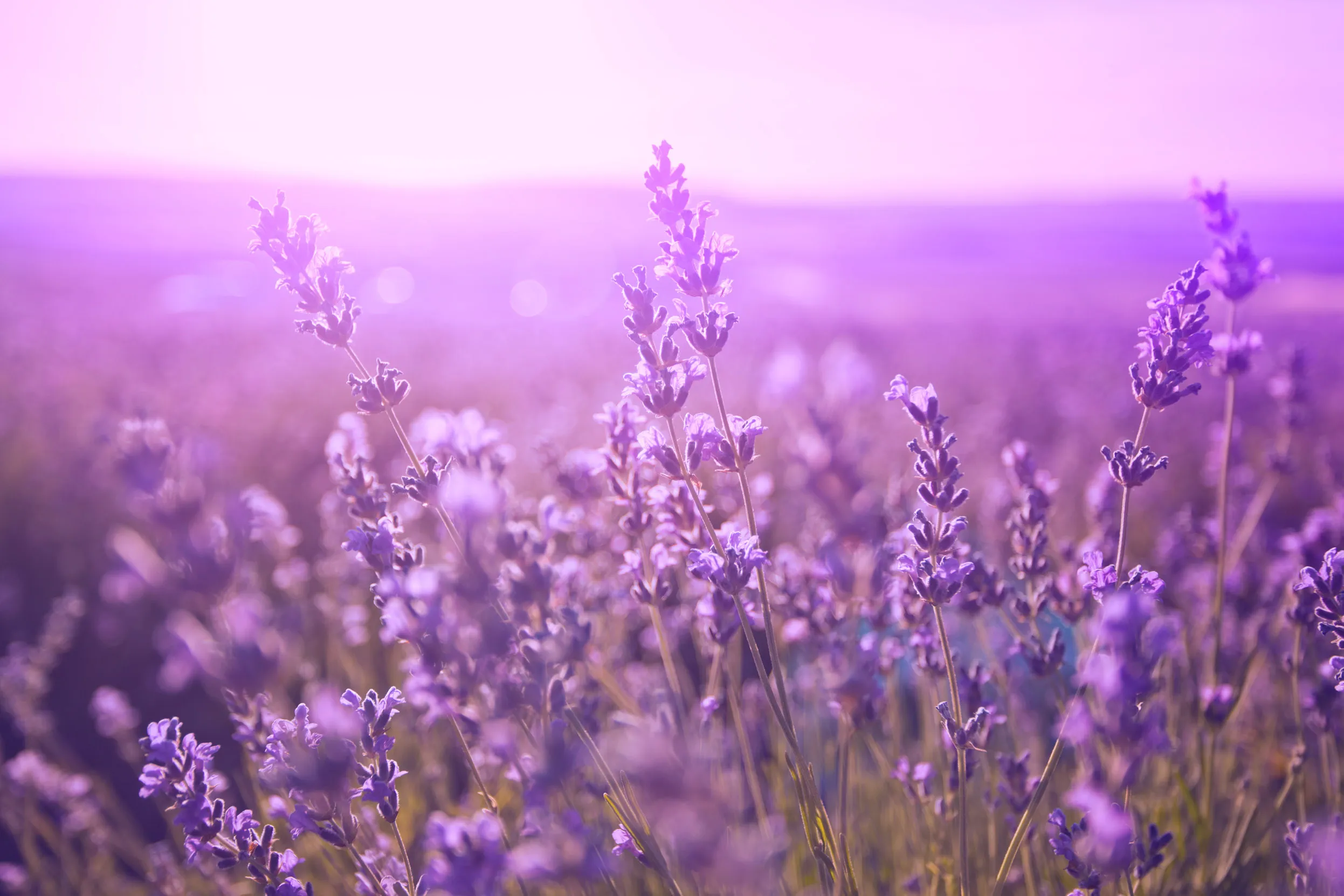 A field of lavender on a summer's day in a striking purple hue.