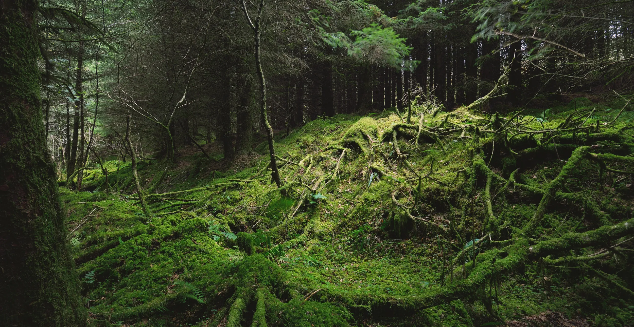 Old mossy fir trees and fern leaves close-up, tree trunks in the background.