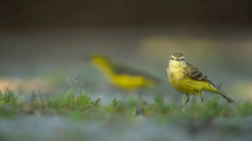Two Yellow Wagtails on grass, one in focus and another blurred in the background.