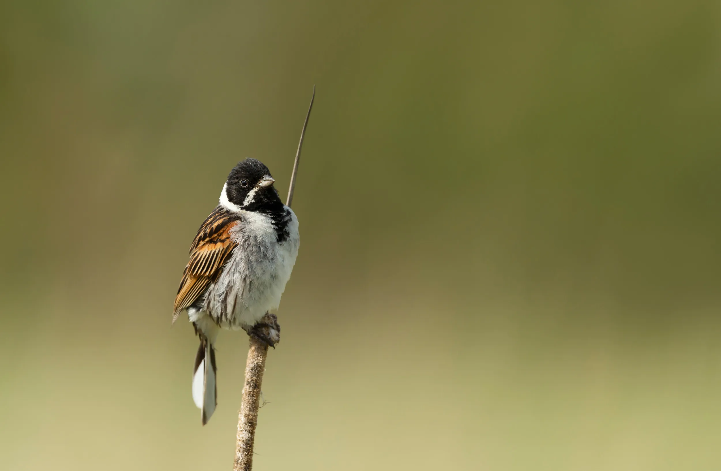 A lone Reed Bunting perched on a twig.