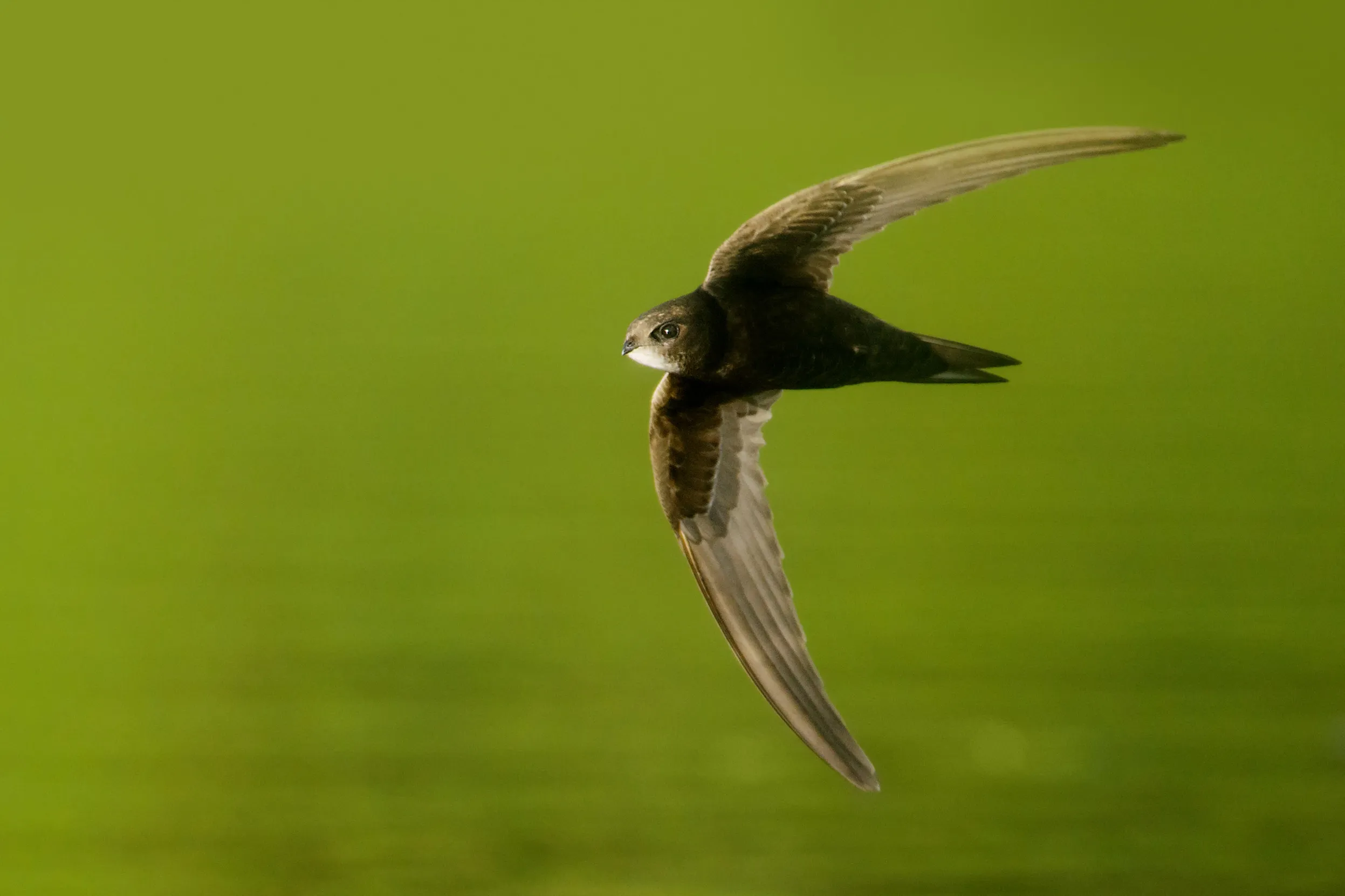 A Swift in mid flight against a background of greenery.