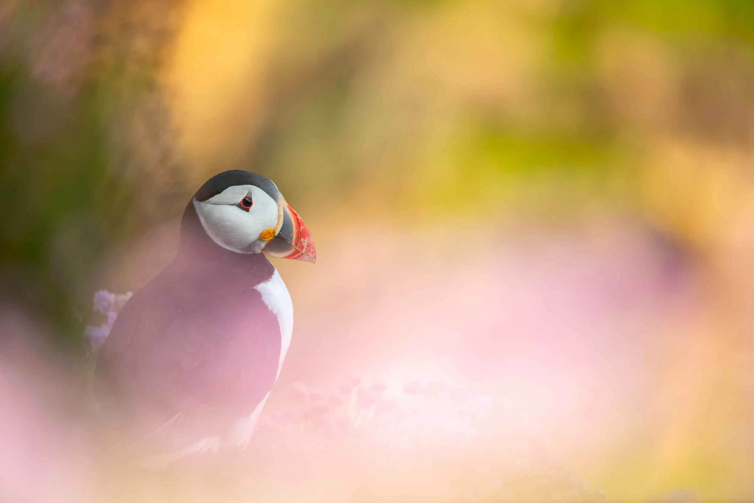 A lone Puffin sat on a cliff edge surrounded by small pink flowers.