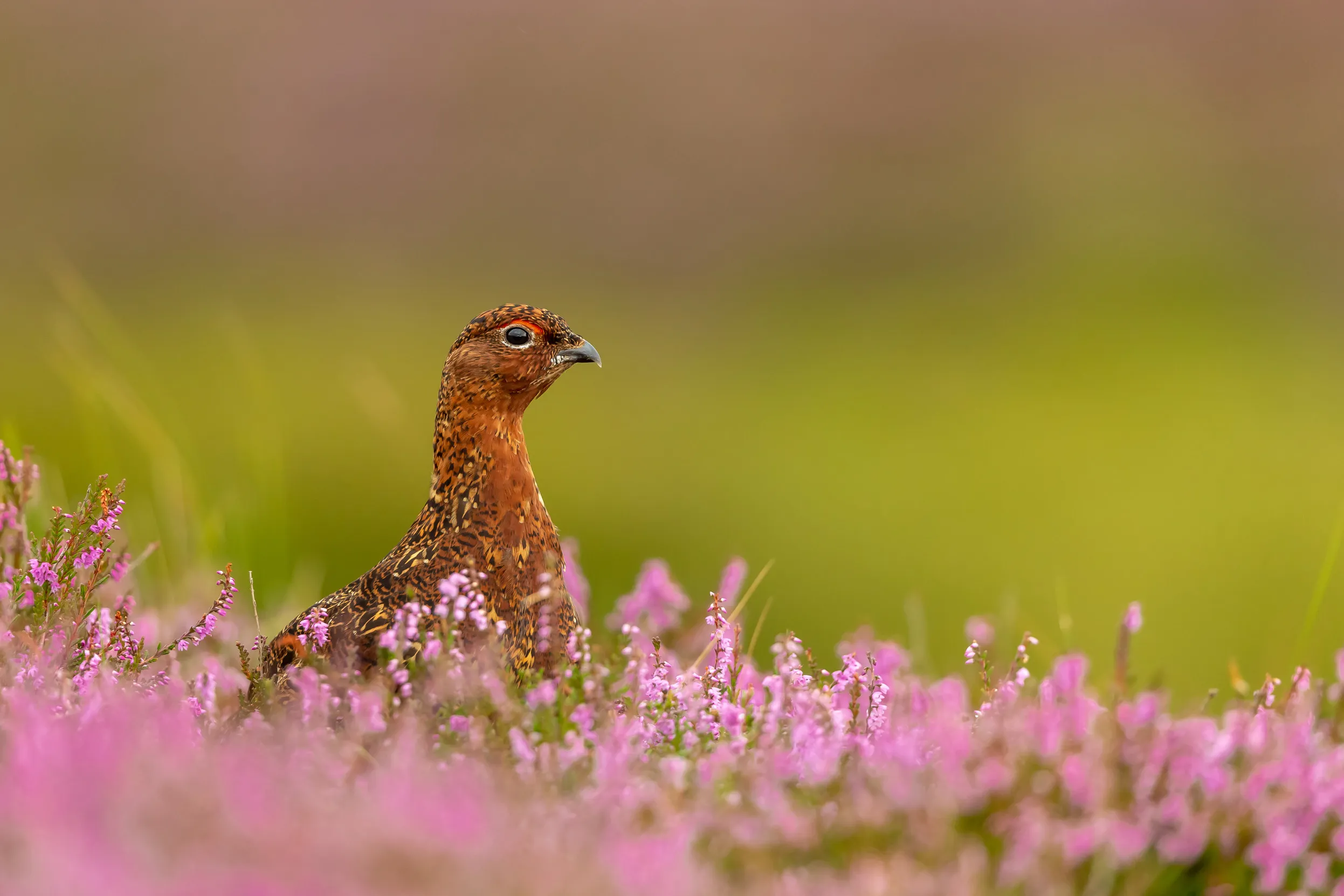 Lone Red Grouse stood in a moorland filled with pink heather.