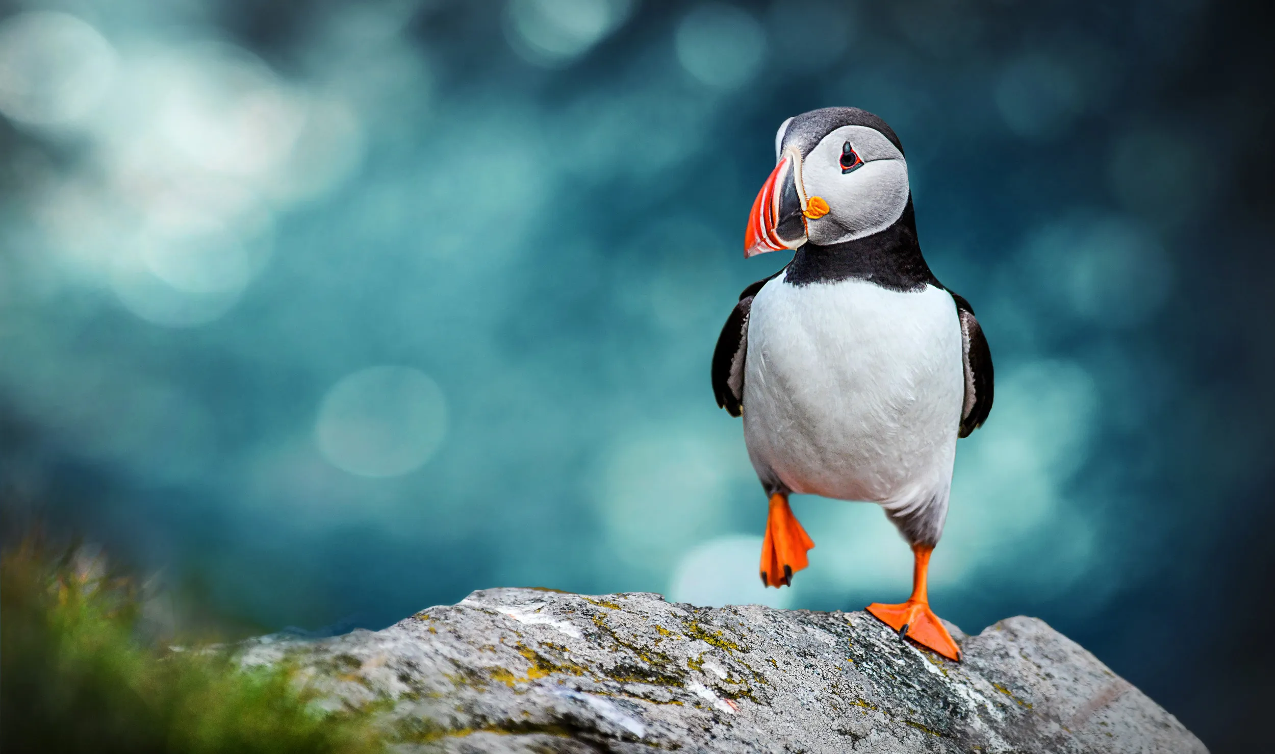 A lone adult Puffin in summer plumage stood on a rock by the ocean.