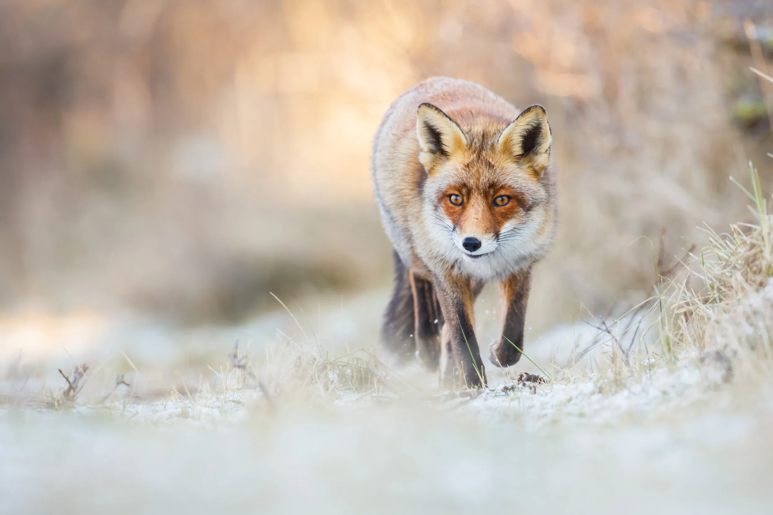A lone red fox walking along a snow and frost covered grassy path.