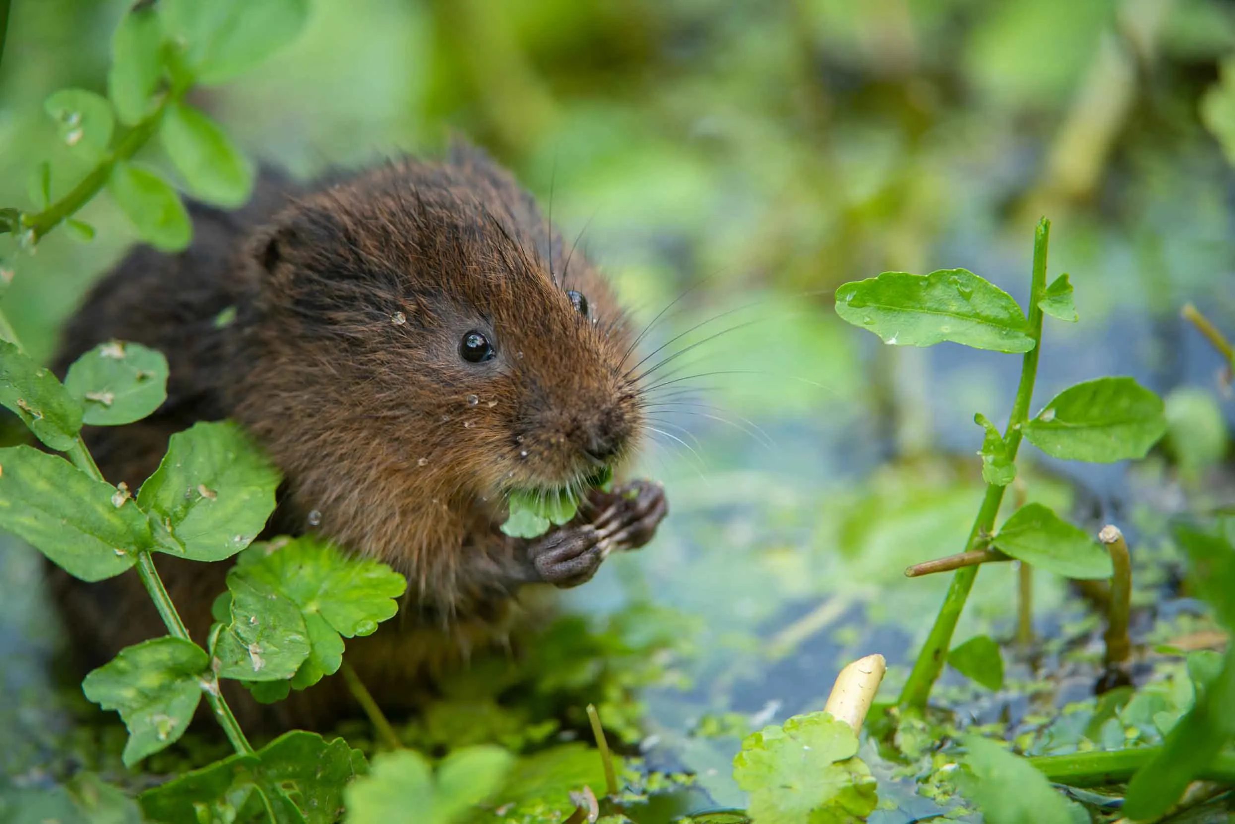 Water Vole sat in shallow water eating a leaf.