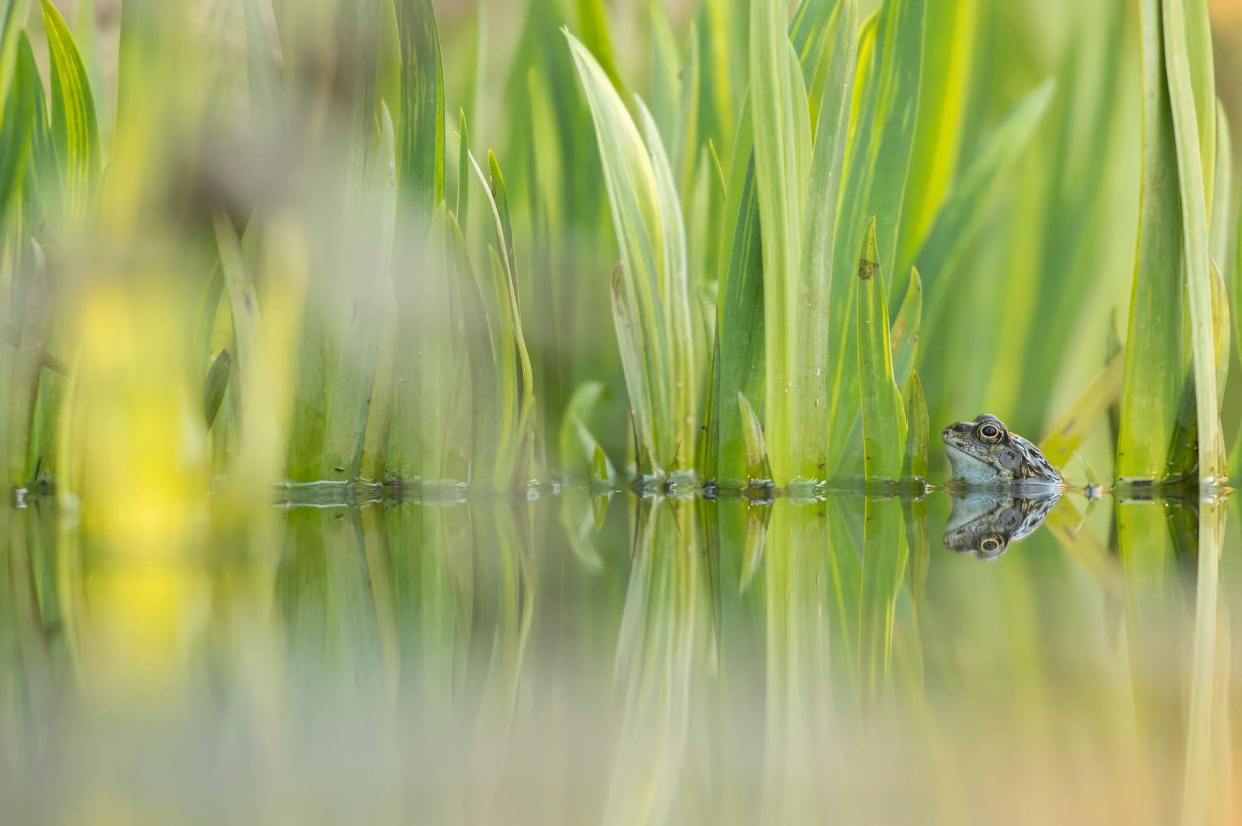 A Common Frog sitting in a pool of water amongst green foliage.