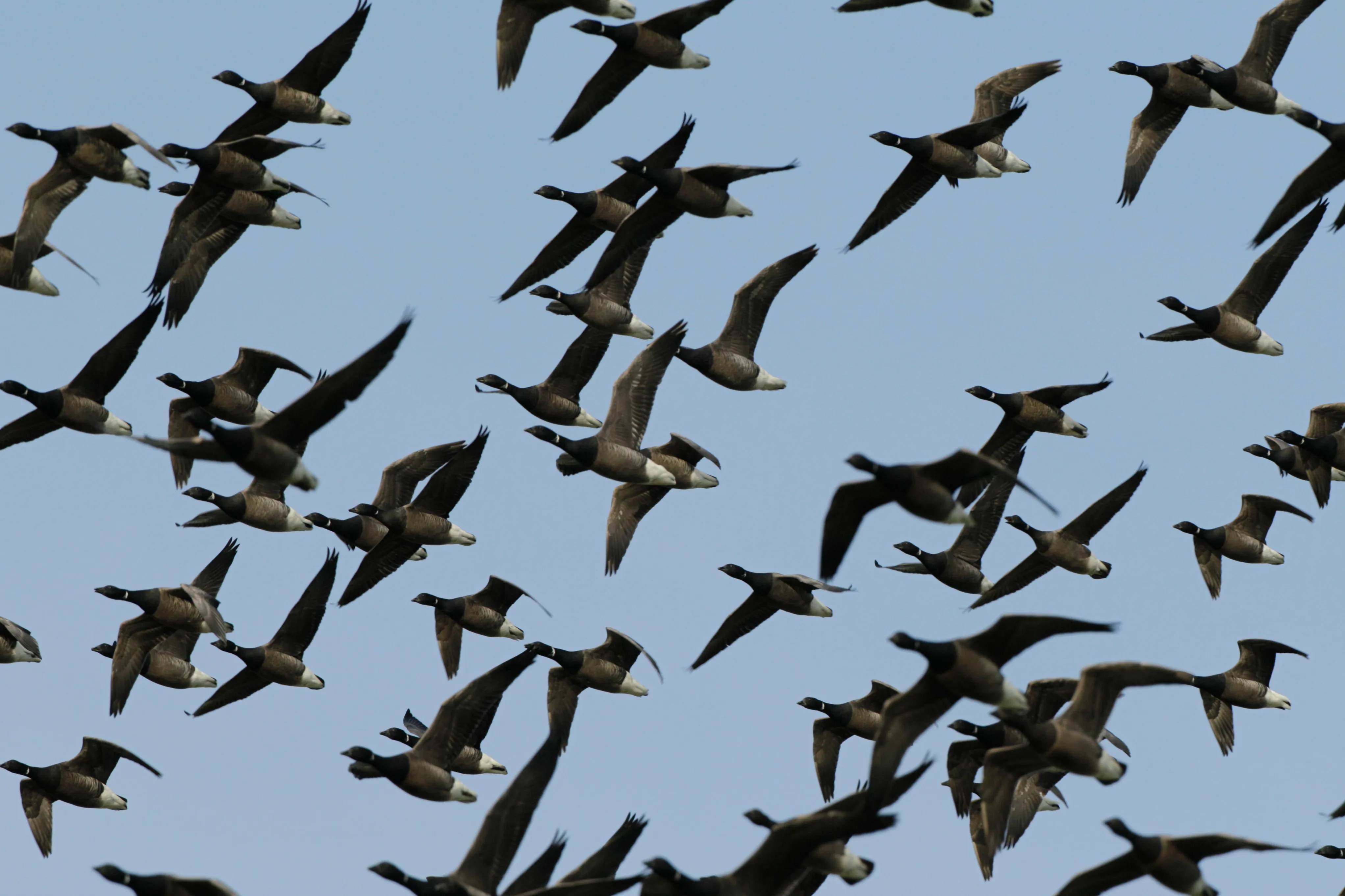 A skein of Brent Geese flying low over wetland.