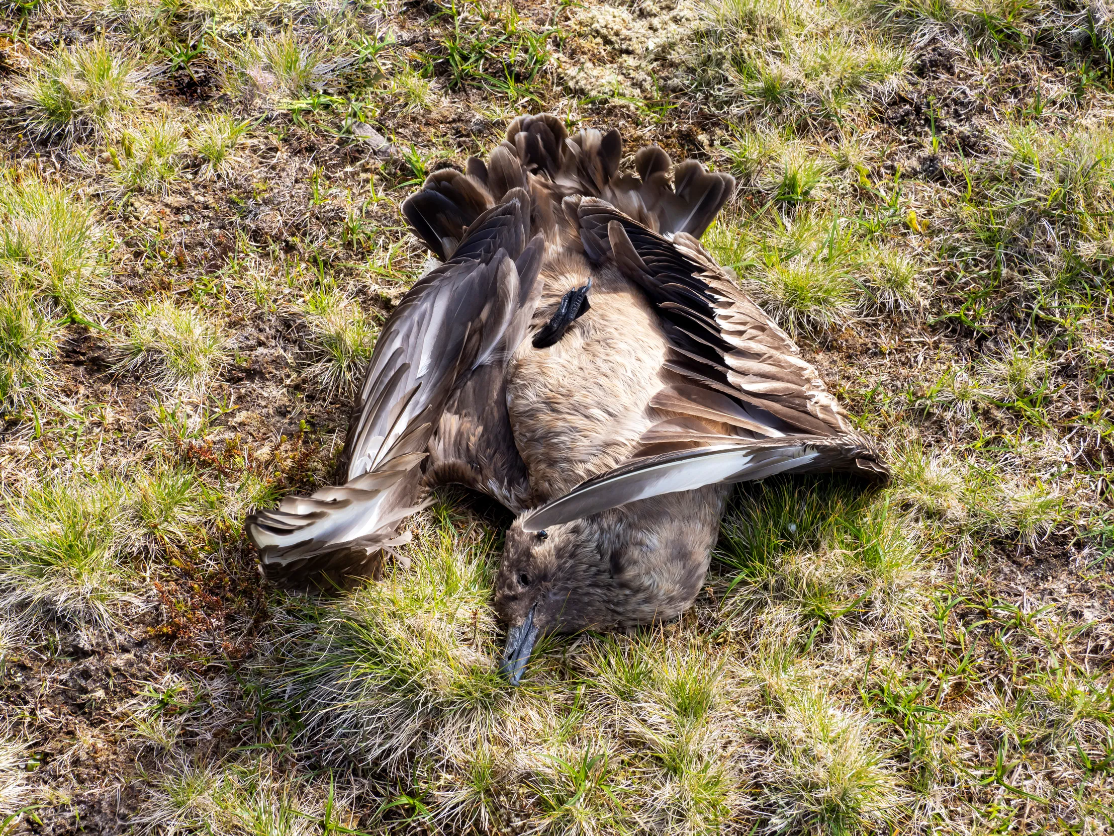 A dead Skua laid out on a grass field.