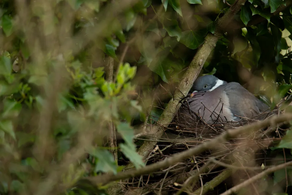 A Wood Pigeon broods in its nest covered by ivy and twigs.