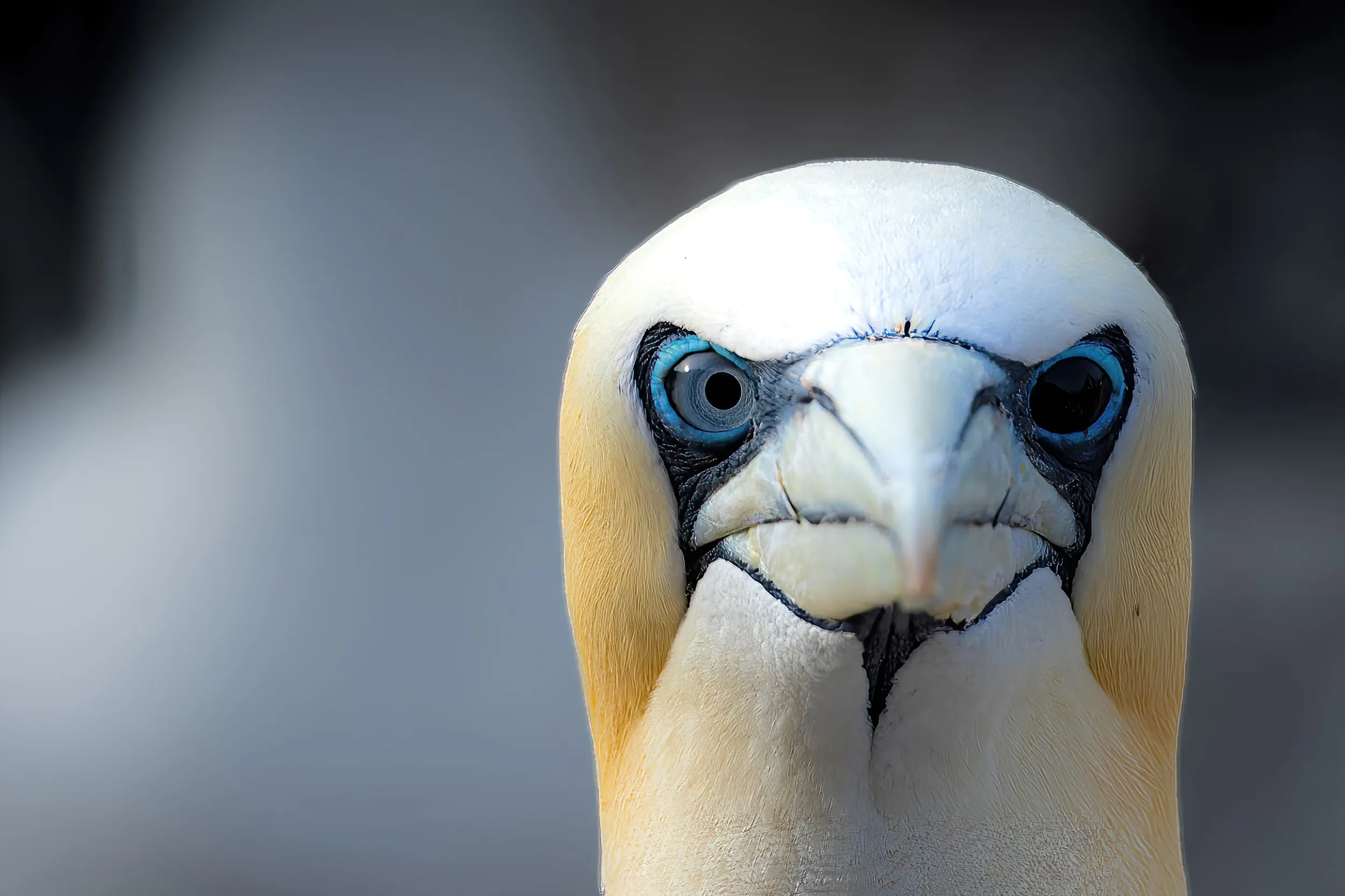 A Gannet looking direct to camera, it has a black iris, indicating it has survived Avian Flu. 