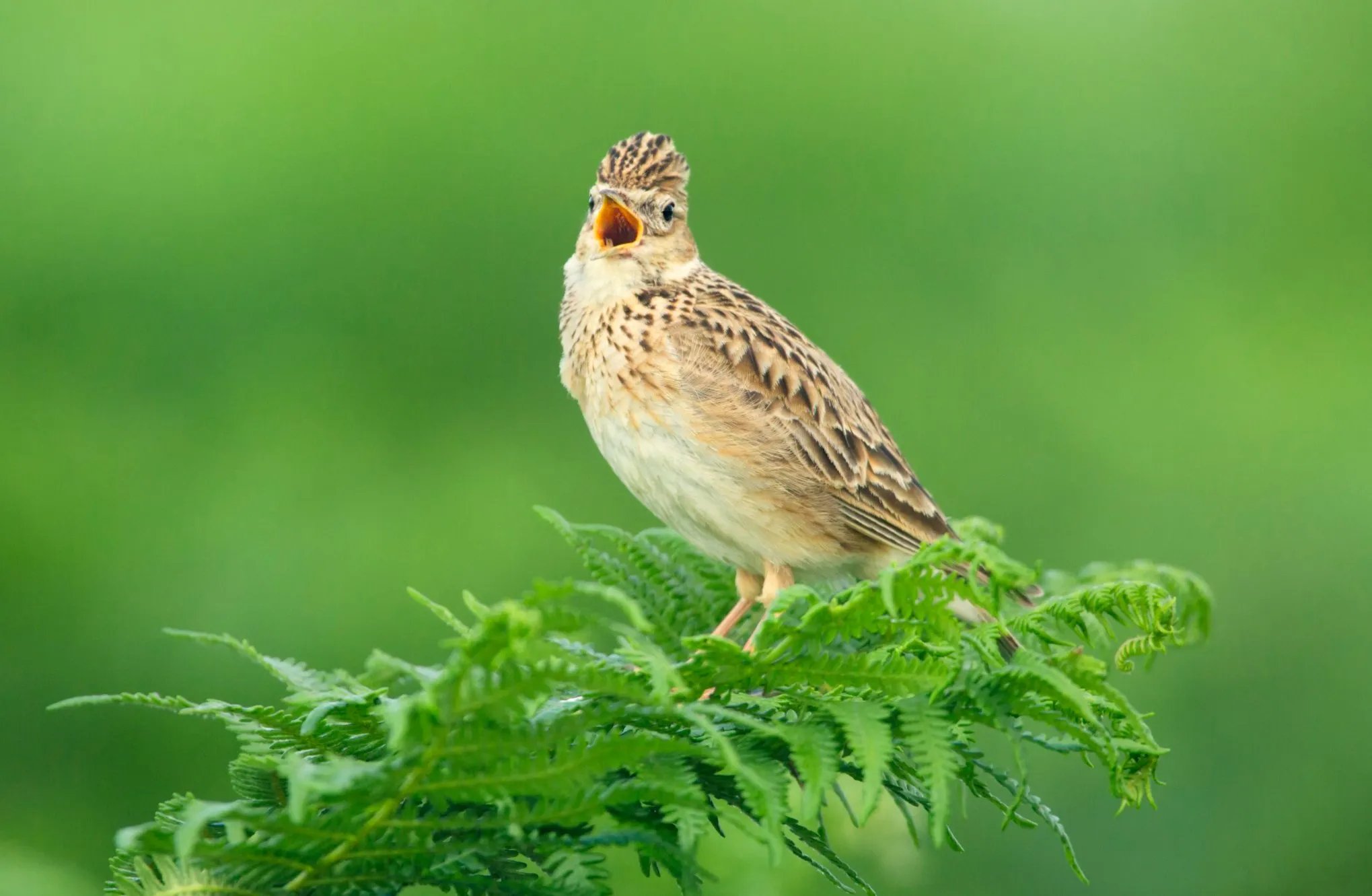 A Skylark in full song, perched on top of foliage. 