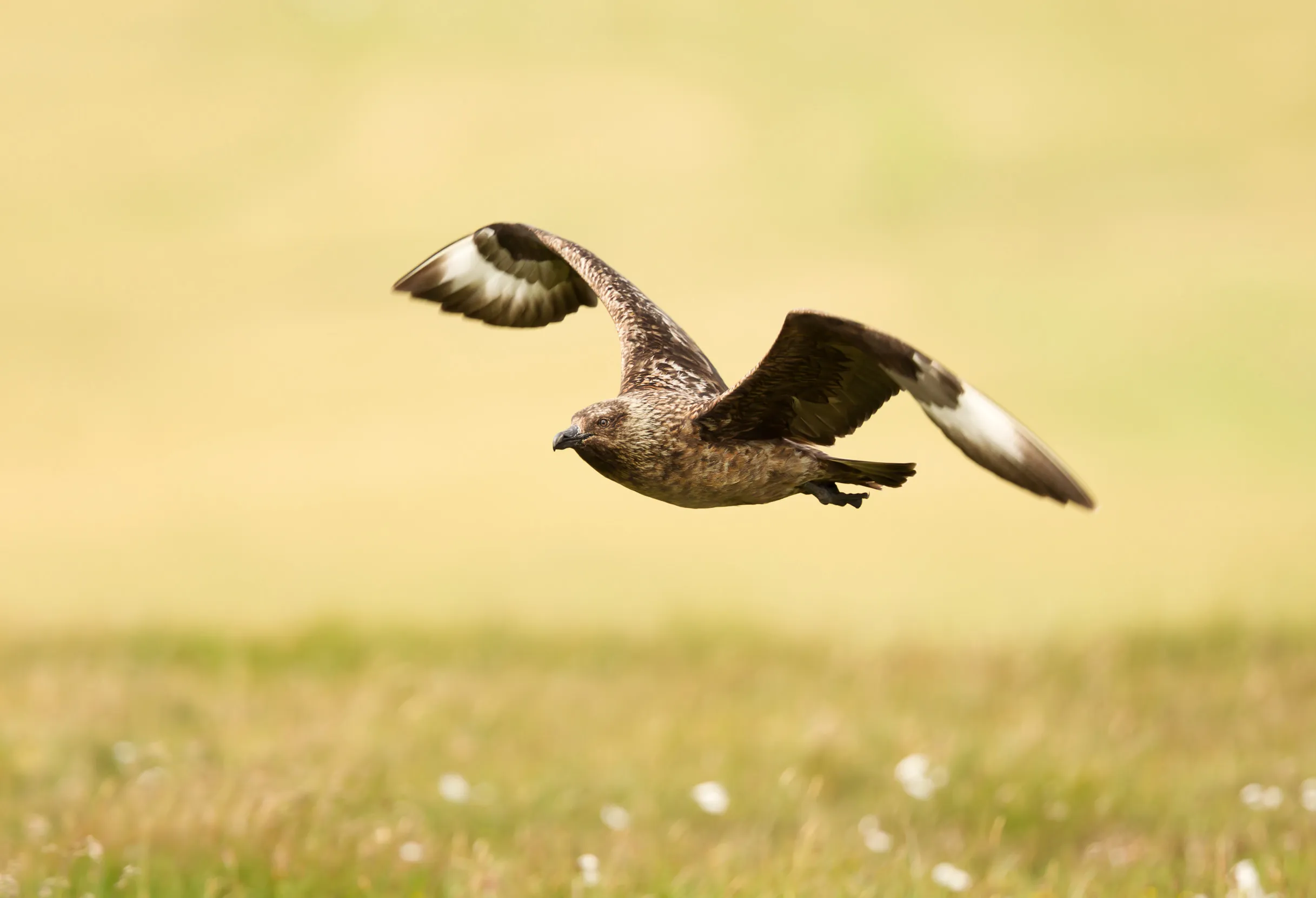 A lone Great Skua flying over a meadow.
