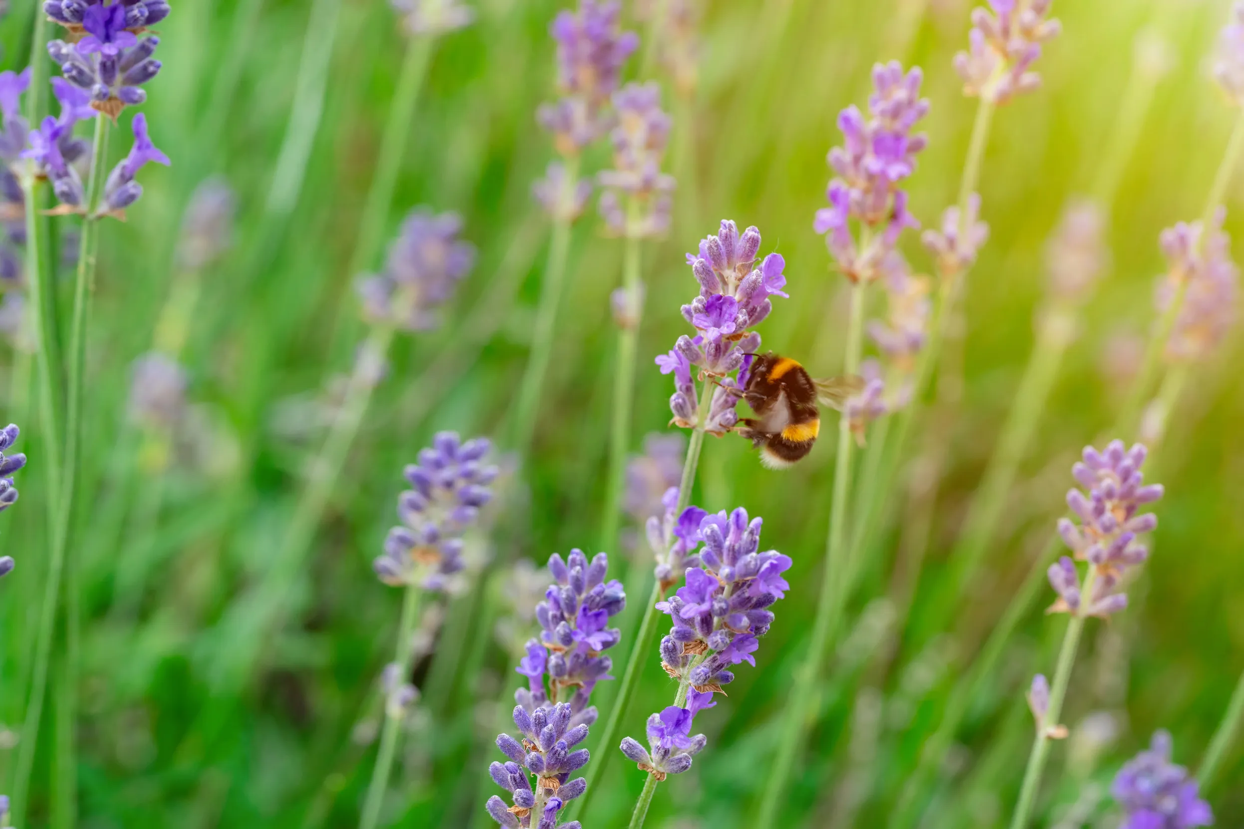 A lone Bumblebee perched on lavender in a field.