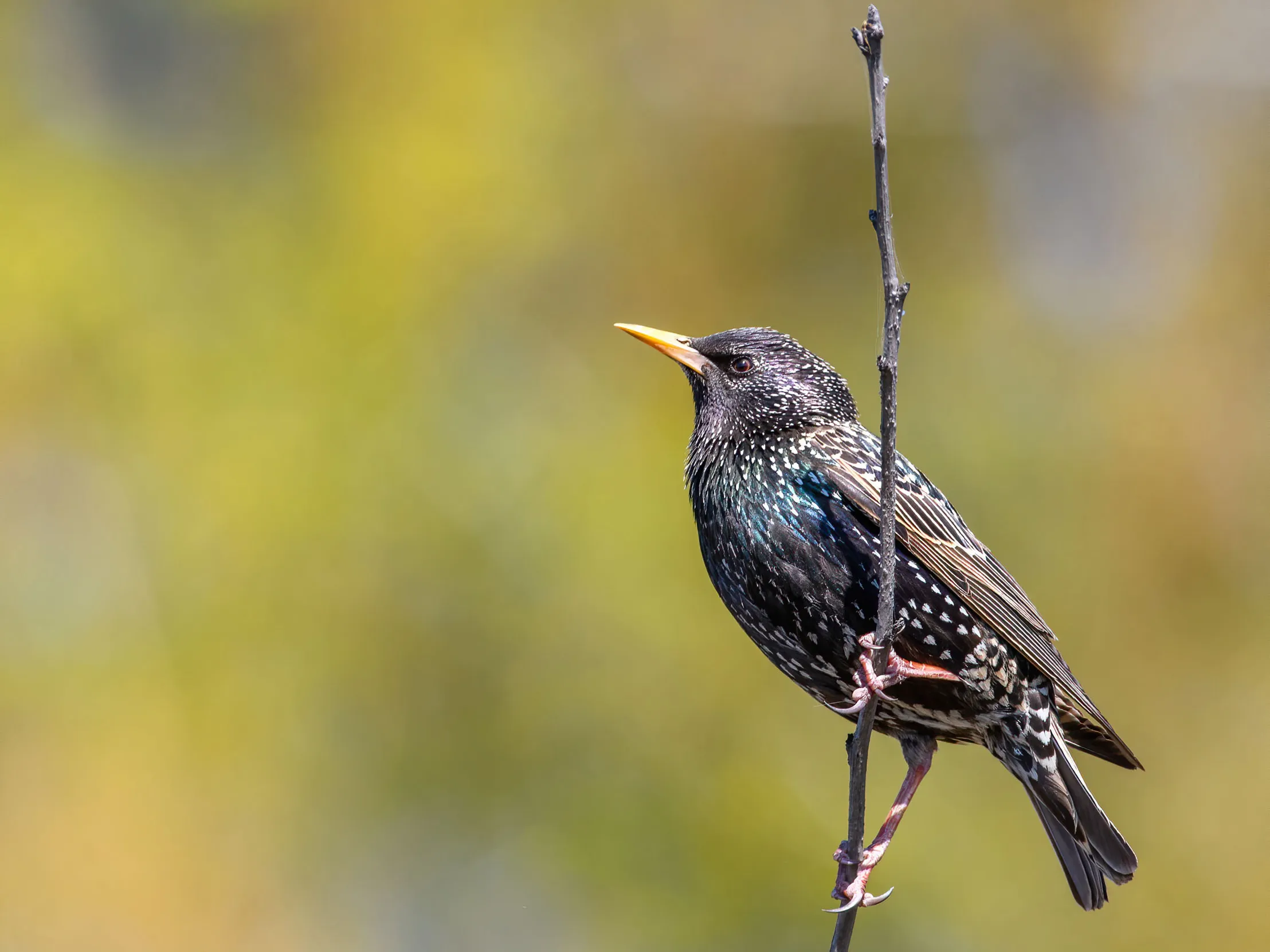A lone Starling perched on a branch.