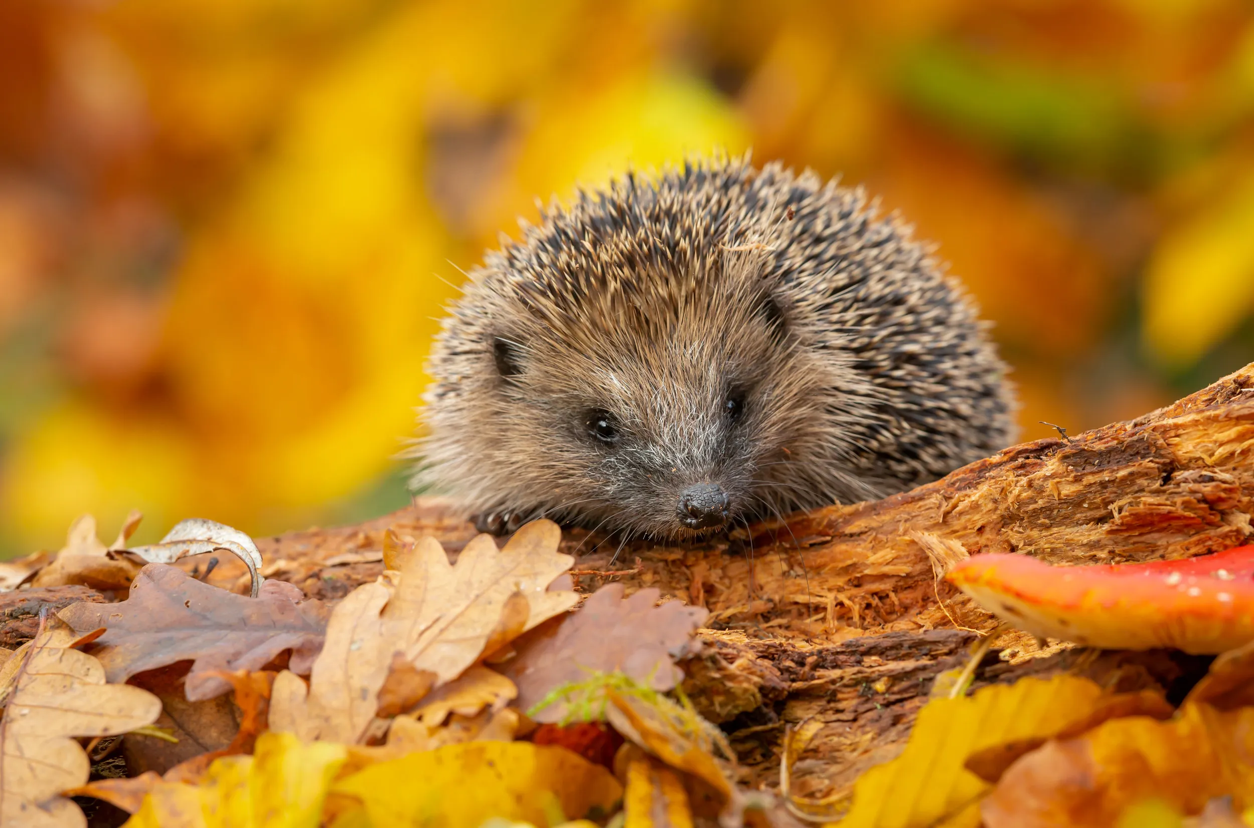 Lone Hedgehog sat on a rotting log, surrounded by golden, fallen leaves.