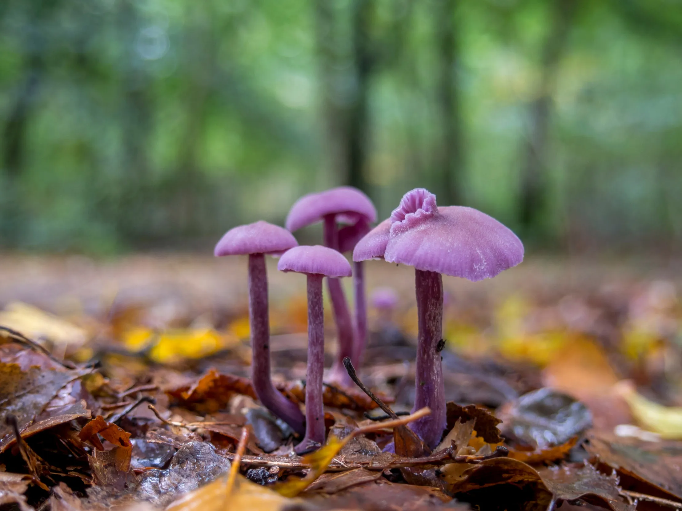 Four Amethyst Deceiver mushrooms protruding from a layer of dead, damp autumn leaves.