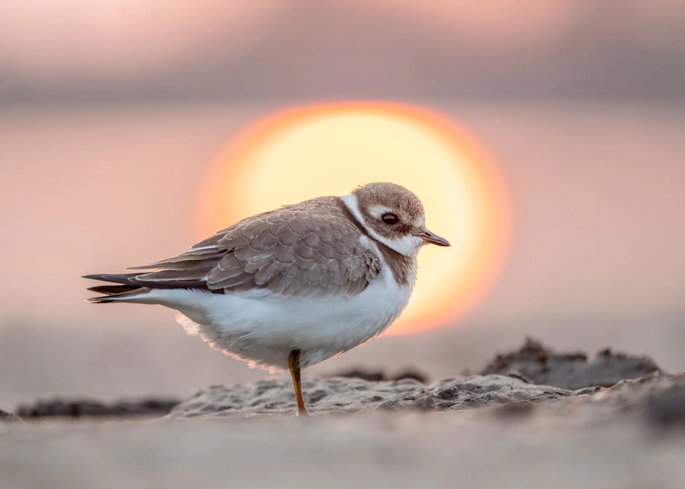 Lone Ringed Plover stood on sand, with the sun setting behind