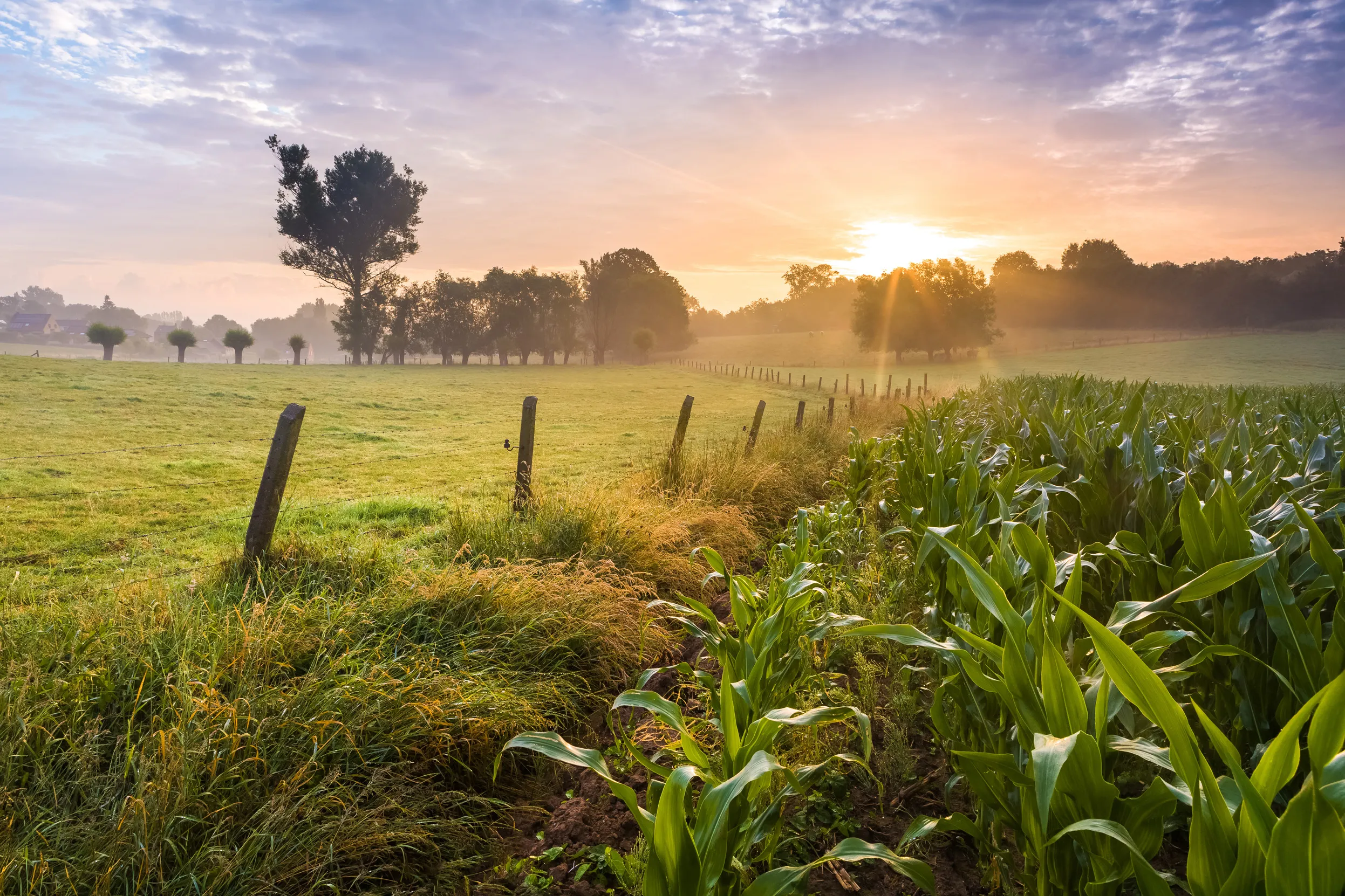 Sunrise over a landscape of green crops and grasses.