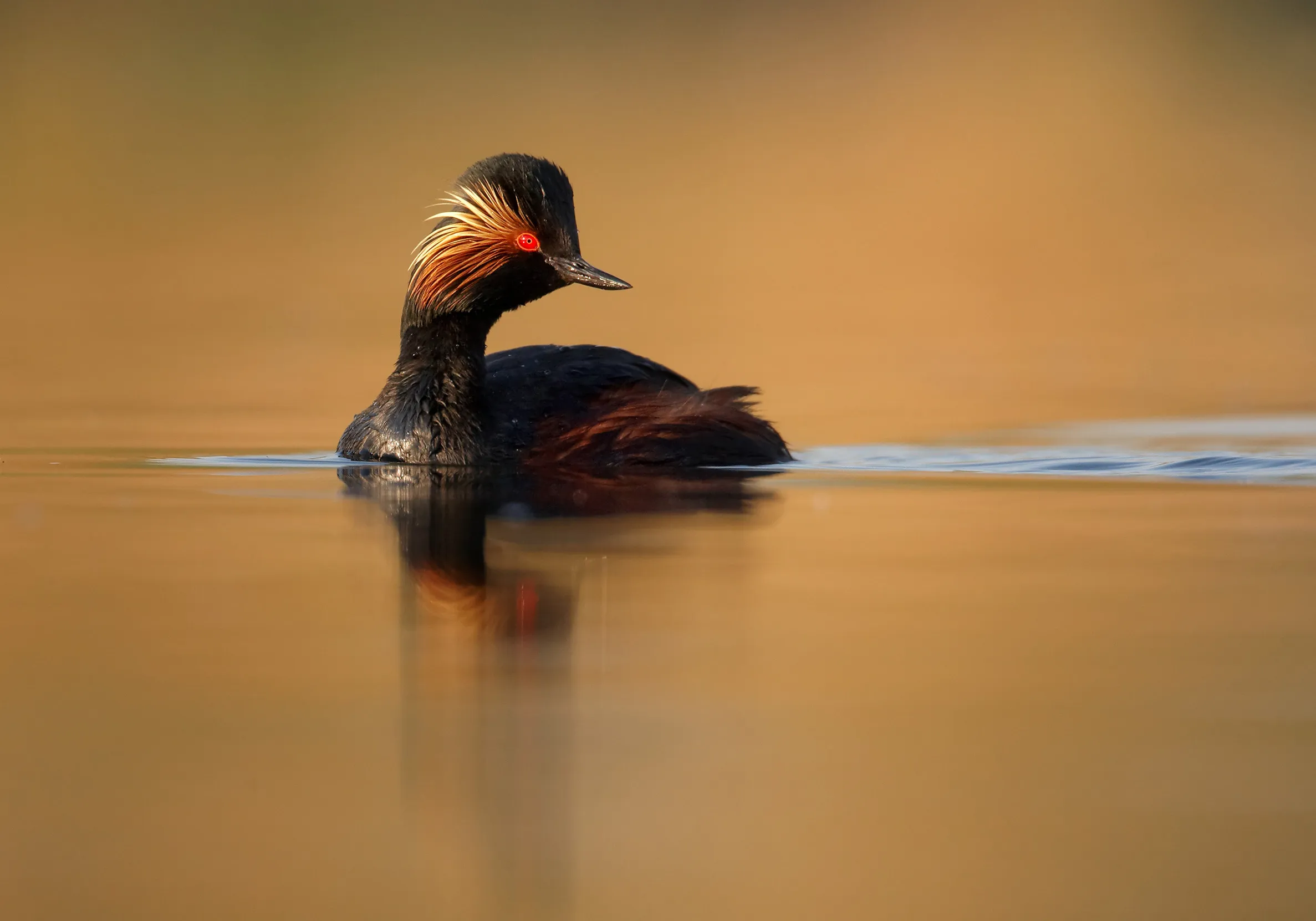 A male Black-necked Grebe in colourful summer breeding plumage.