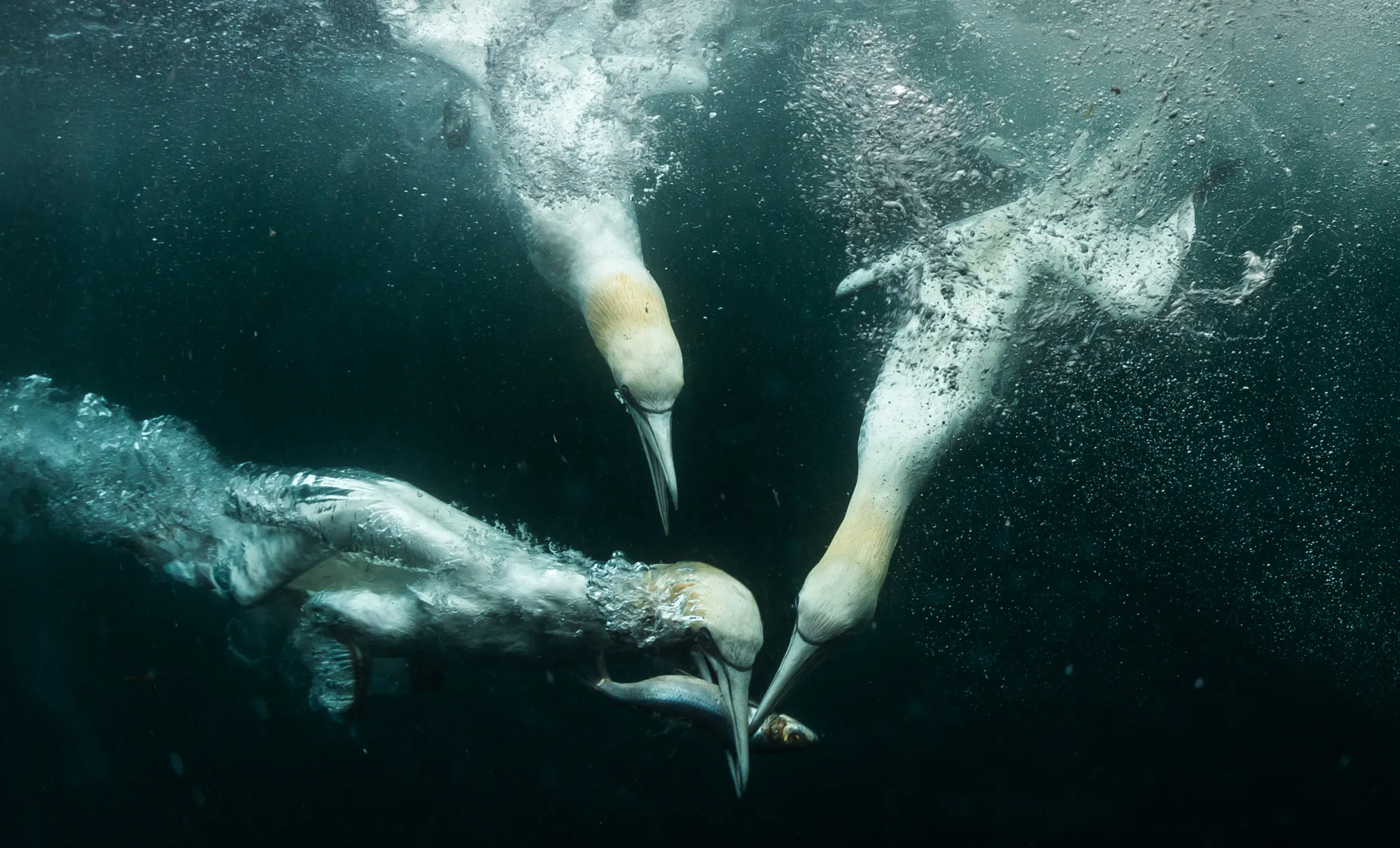 A group of Gannets driving underwater catching fish.
