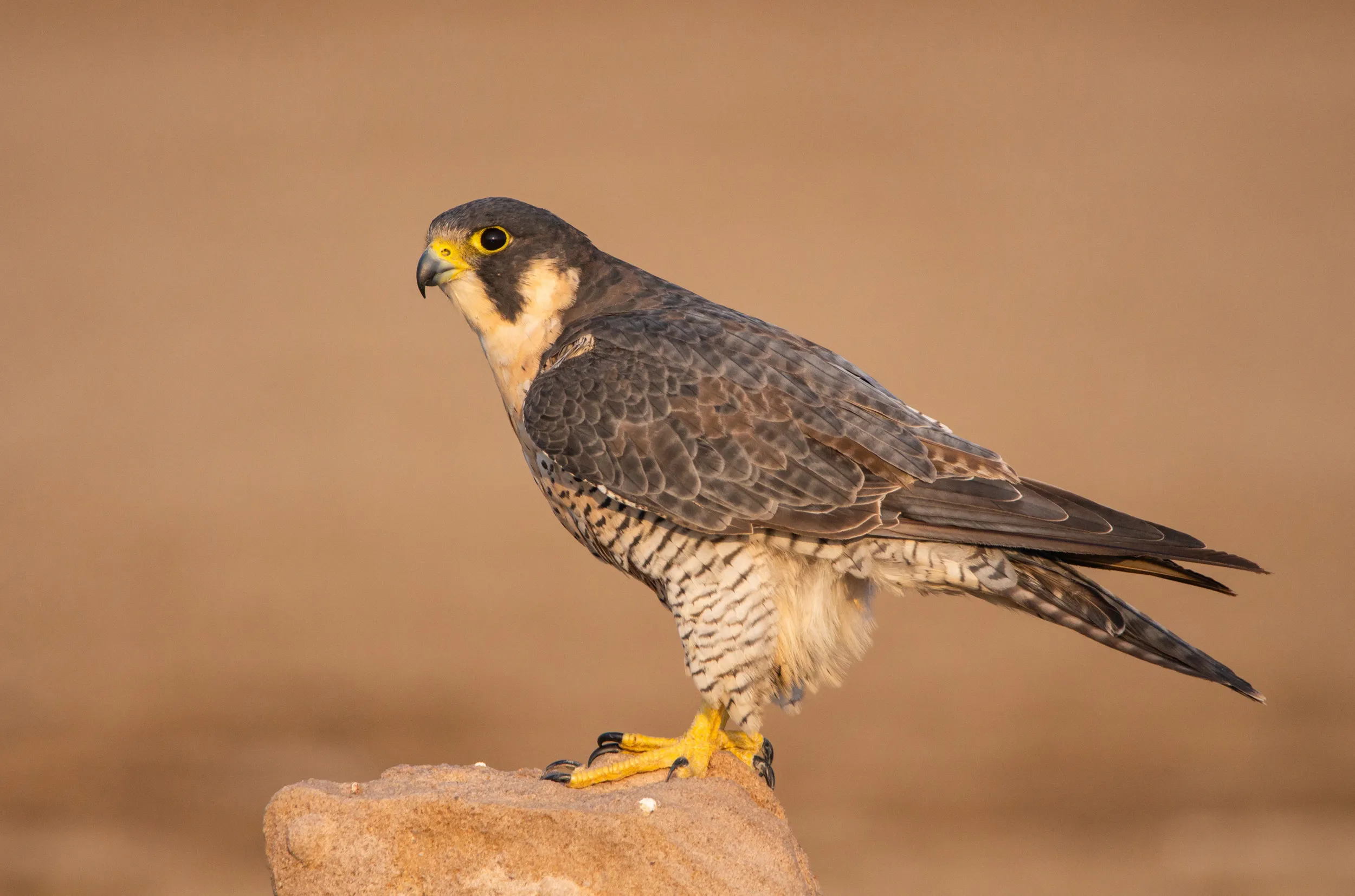 A lone Peregrine Falcon perched on a rock with a dusty orange background.