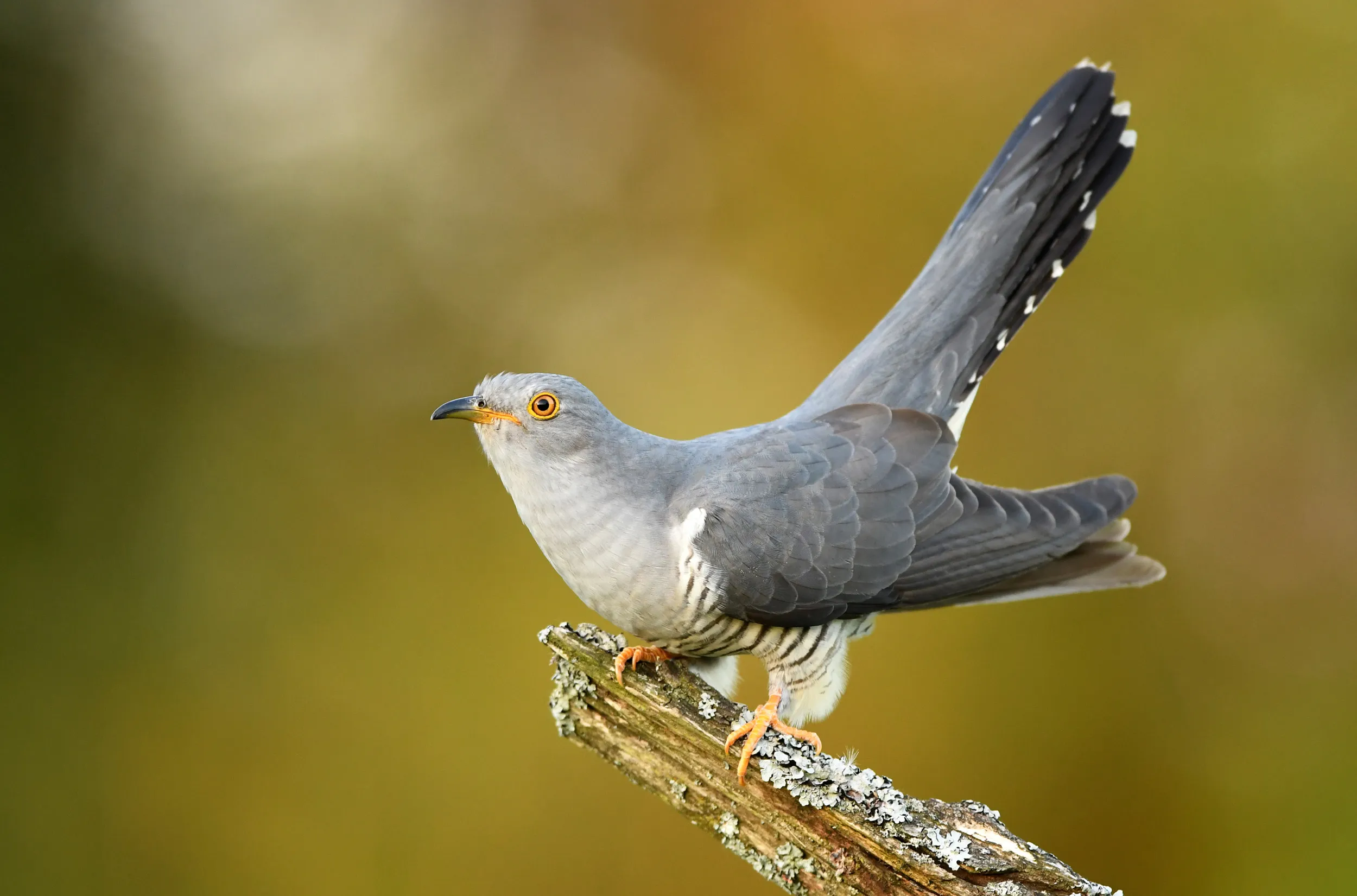A lone Cuckoo perched singing on a branch.