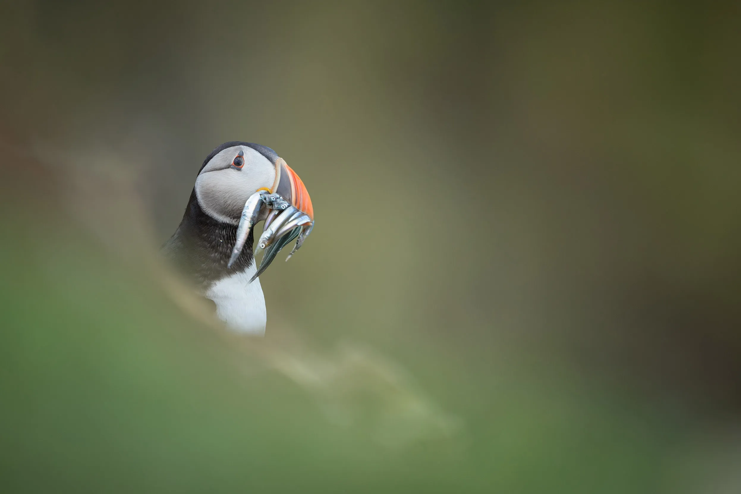 A lone Puffin popping their head from behind a rock with a mouth full of Sandeels.
