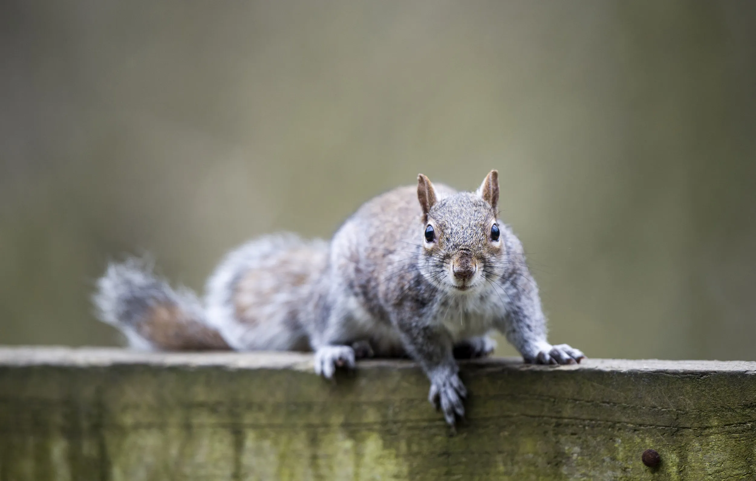 A lone Grey Squirrel scurrying along a wooden fence.