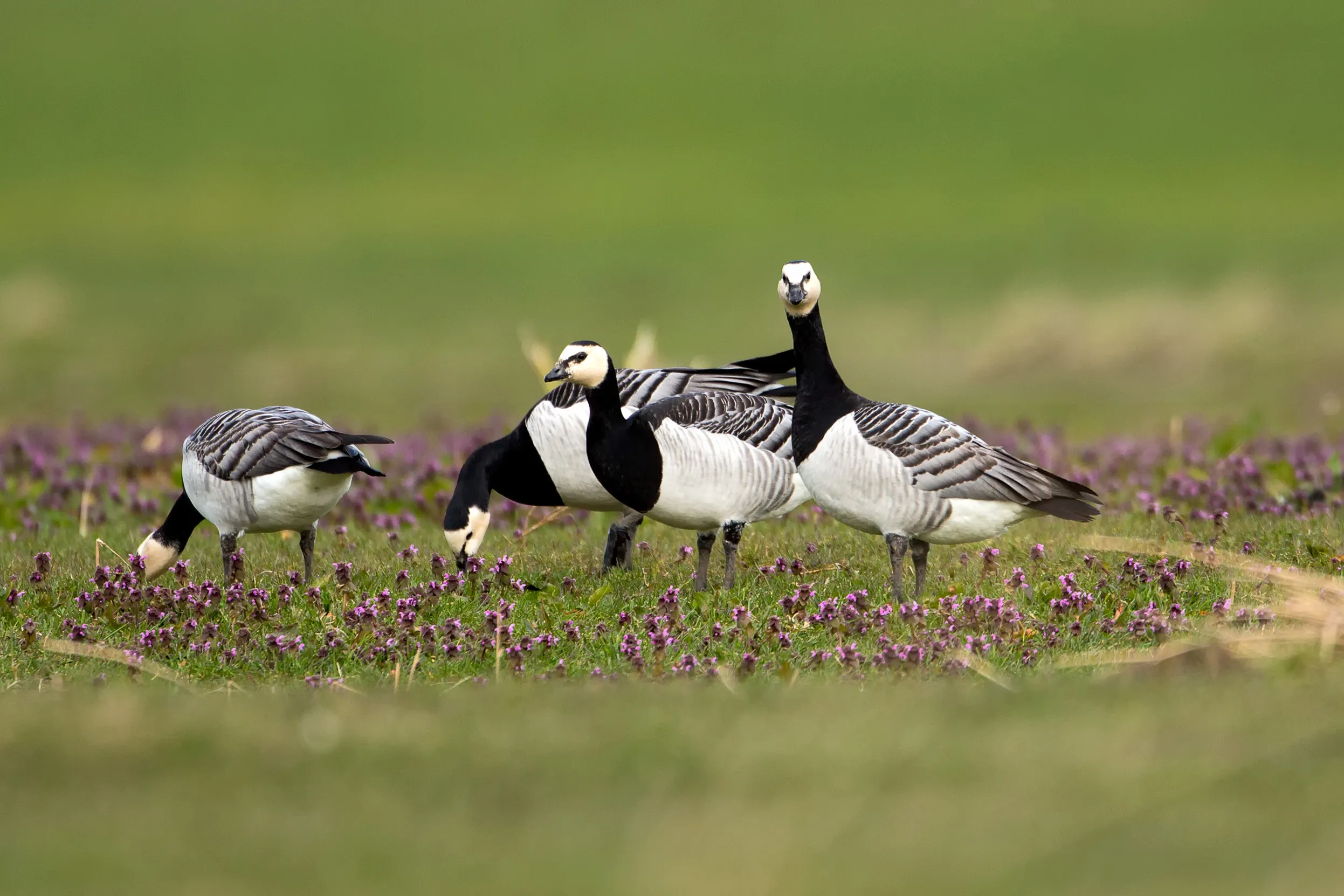 A group of four Barnacle Geese grazing on clover studded grasses.