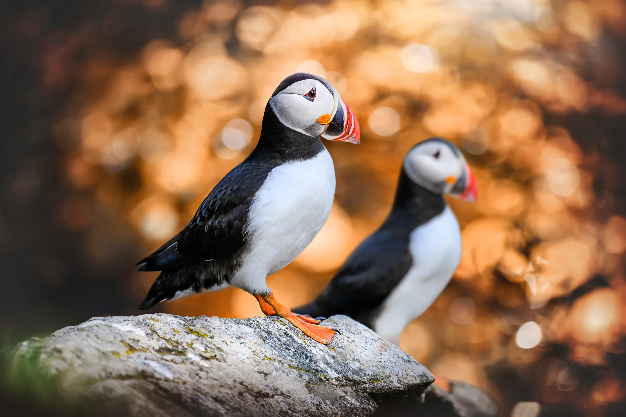 A pair of Puffins stood of a rock.
