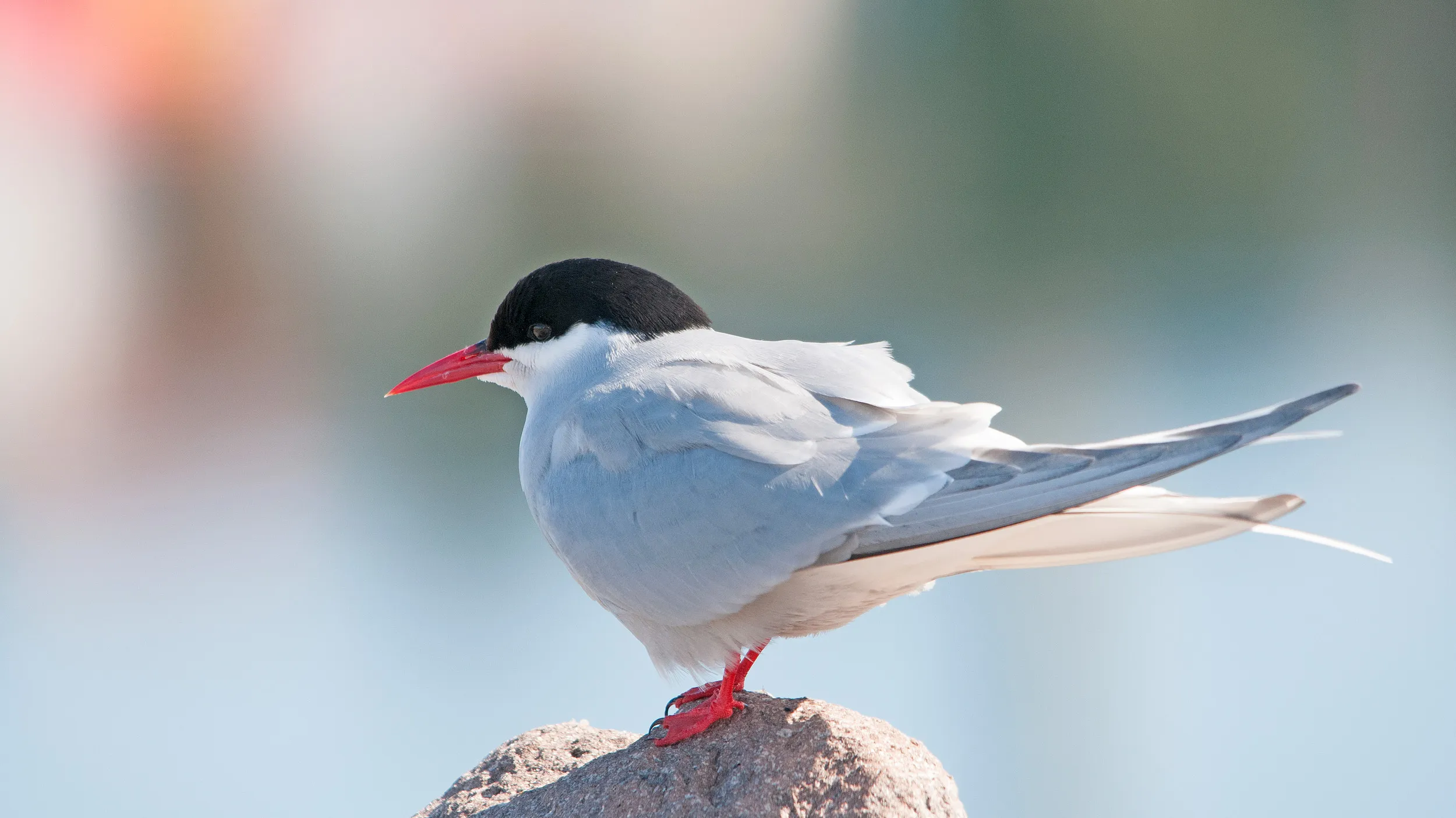 A lone Arctic Tern stood facing away from the camera on the top of a rock.