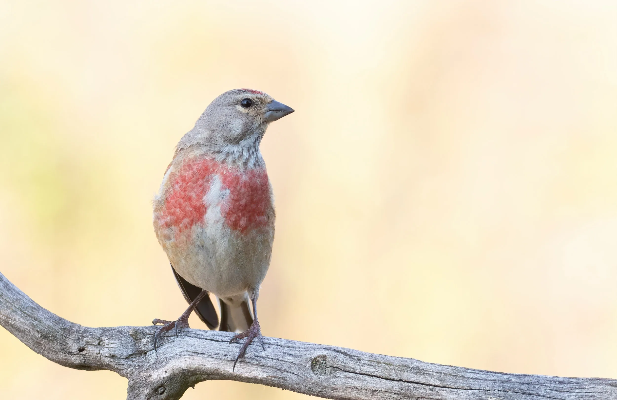 A Linnet perched on a branch checks out the camera.