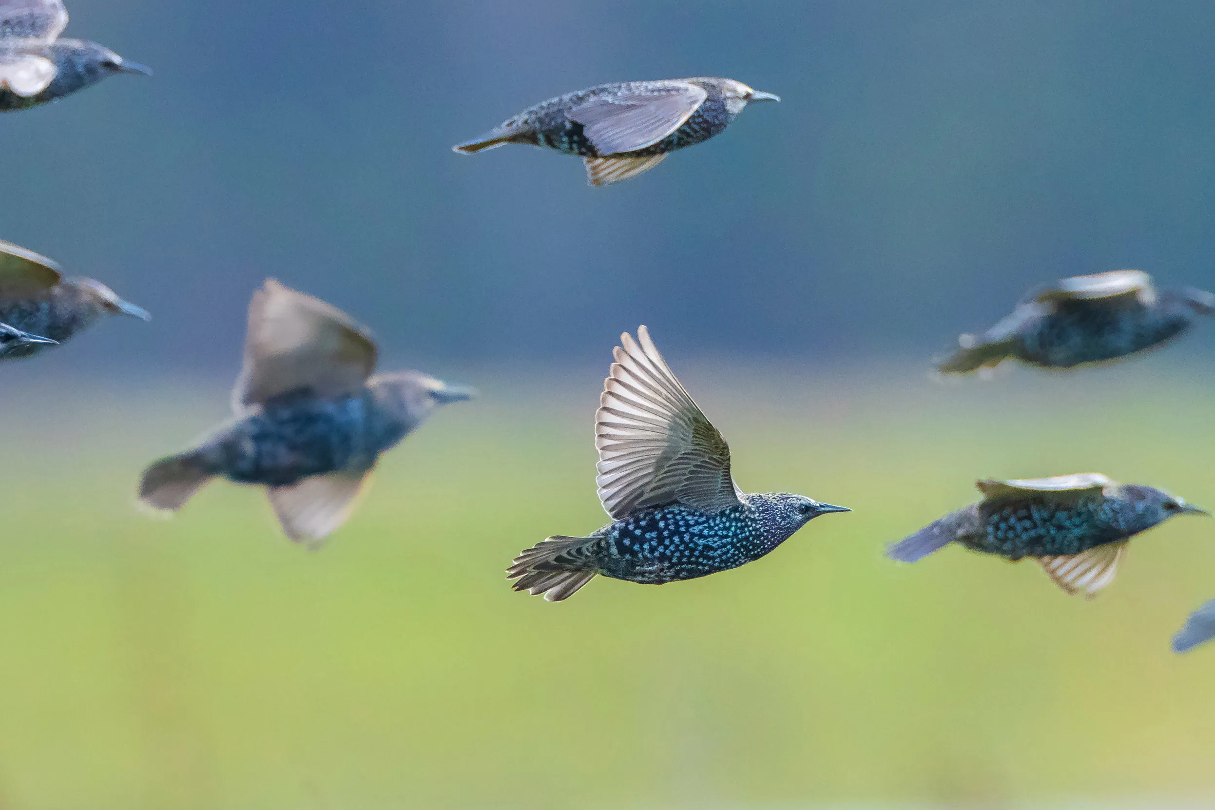 Close up of Starling in flight, surrounded by other flying Starlings