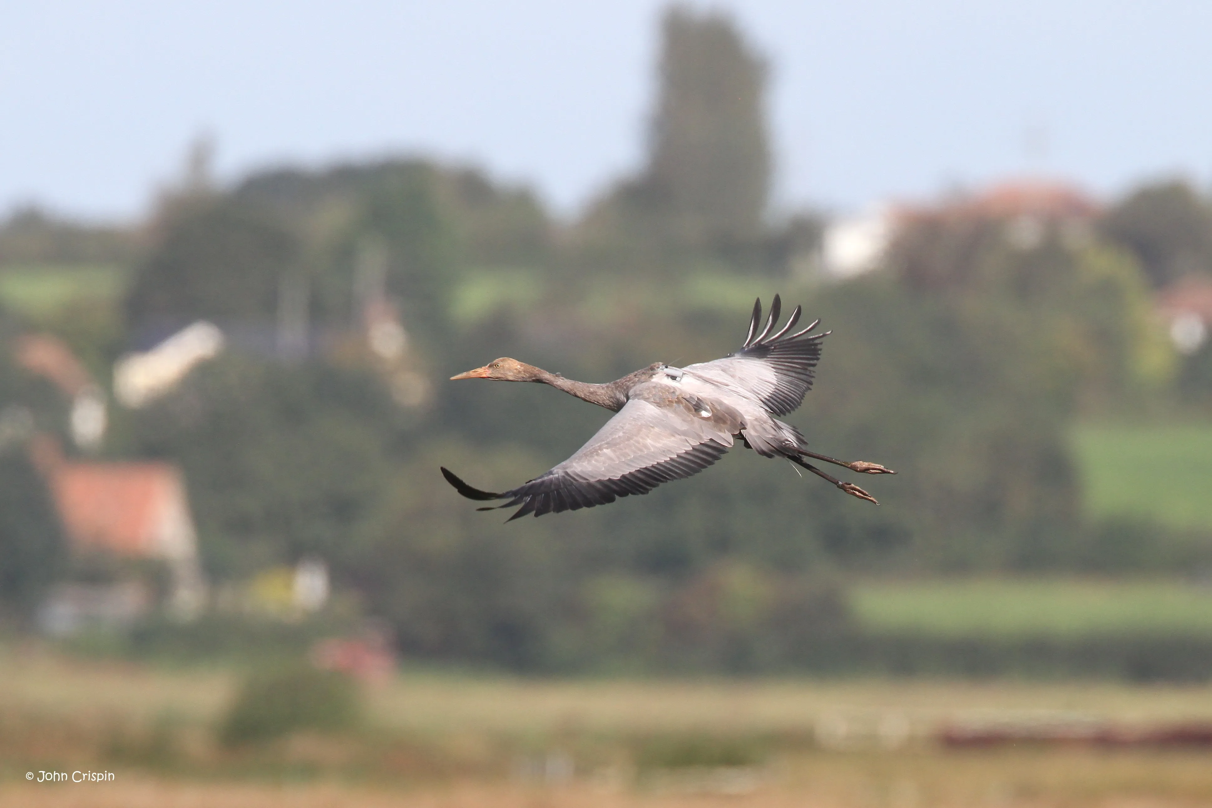 A young Crane taking flight against countryside backdrop. 