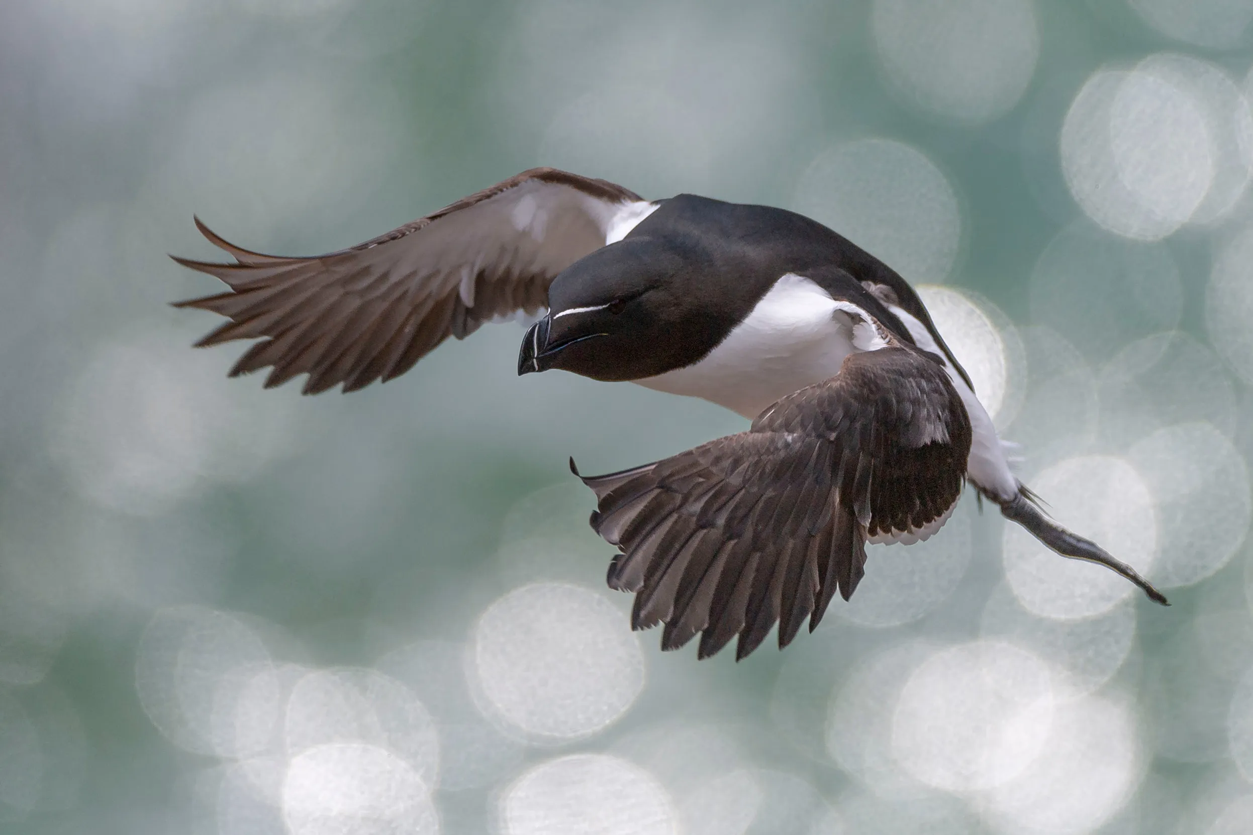 Razorbill in summer plumage mid-flight over the sea.