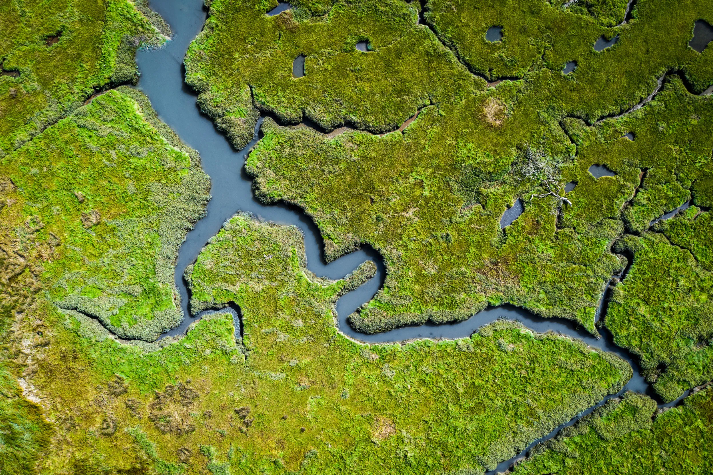 Bird's eye view of coastal wetland, green marshes with a meandering river cutting through the centre. 