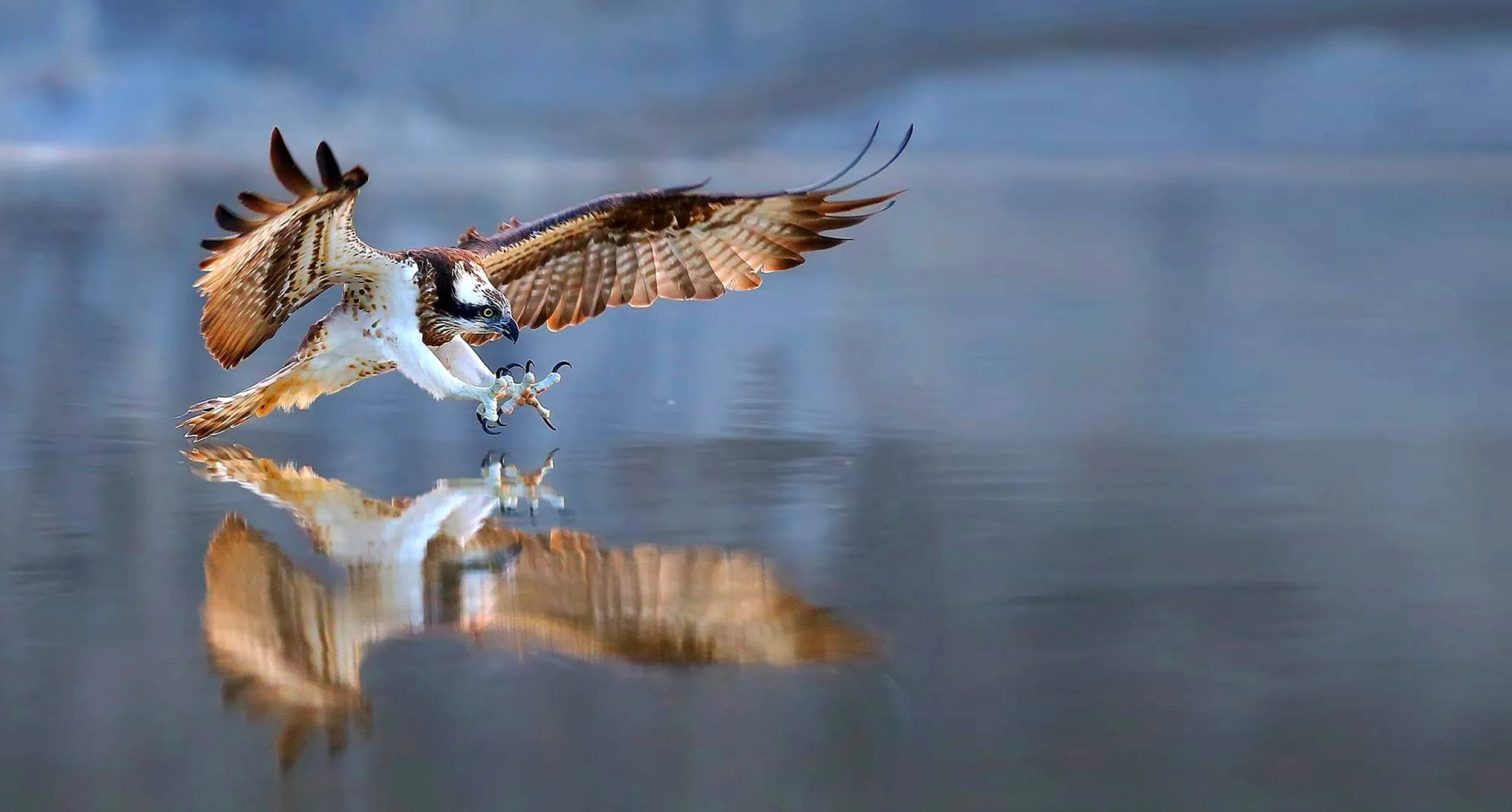 Osprey swooping down with wings outstretched and talons poised to catch prey just below the smooth water's surface