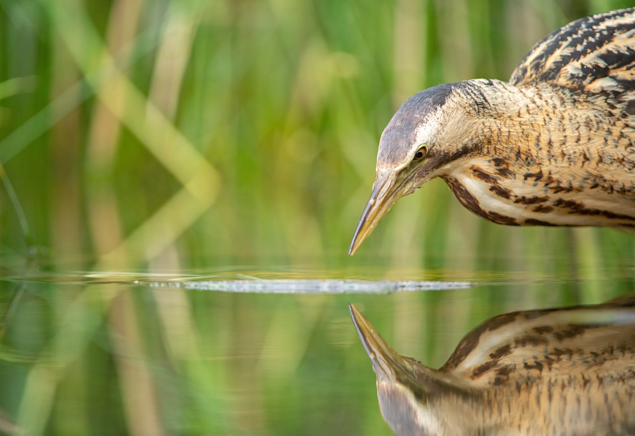 A Bittern looking into water, its reflection staring back. 