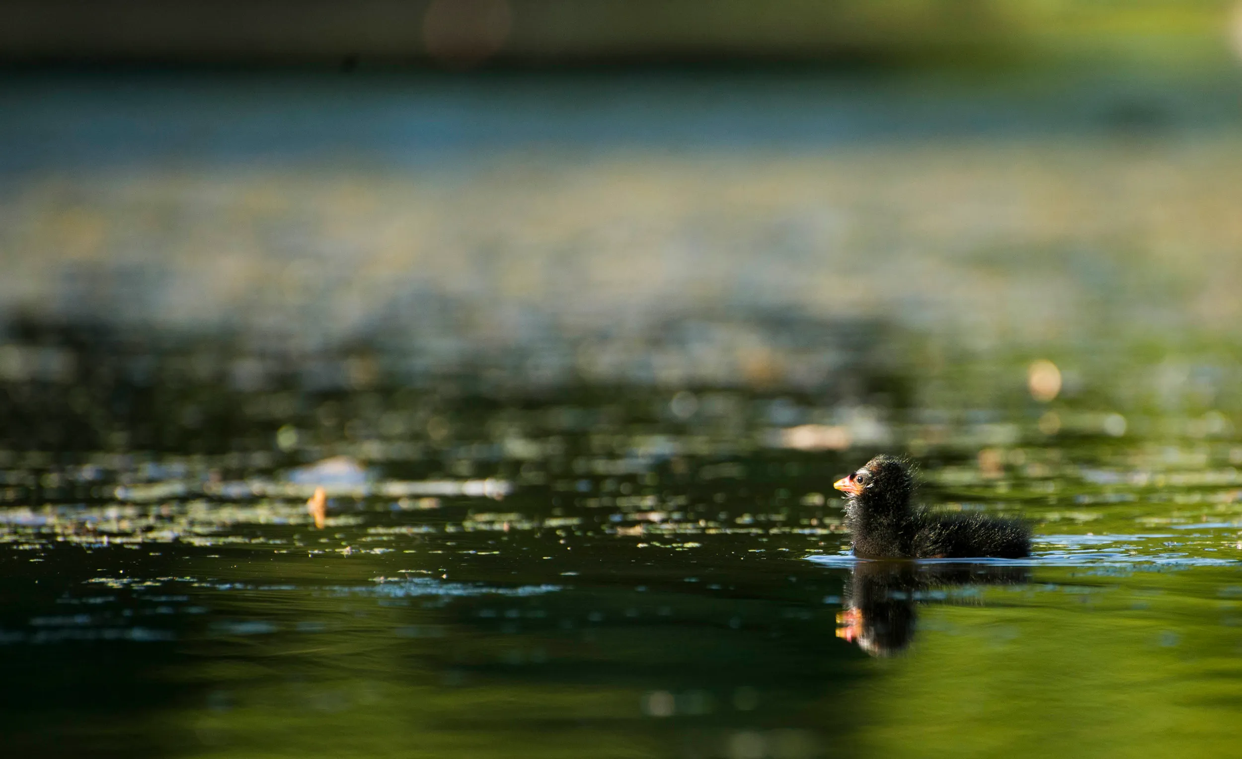 A juvenile Moorhen swimming in water.