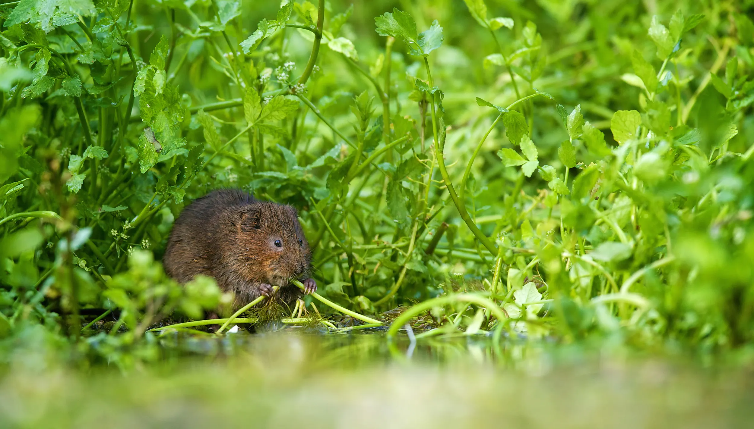 A lone Water Vole appearing through dense greenery, eating leaves.